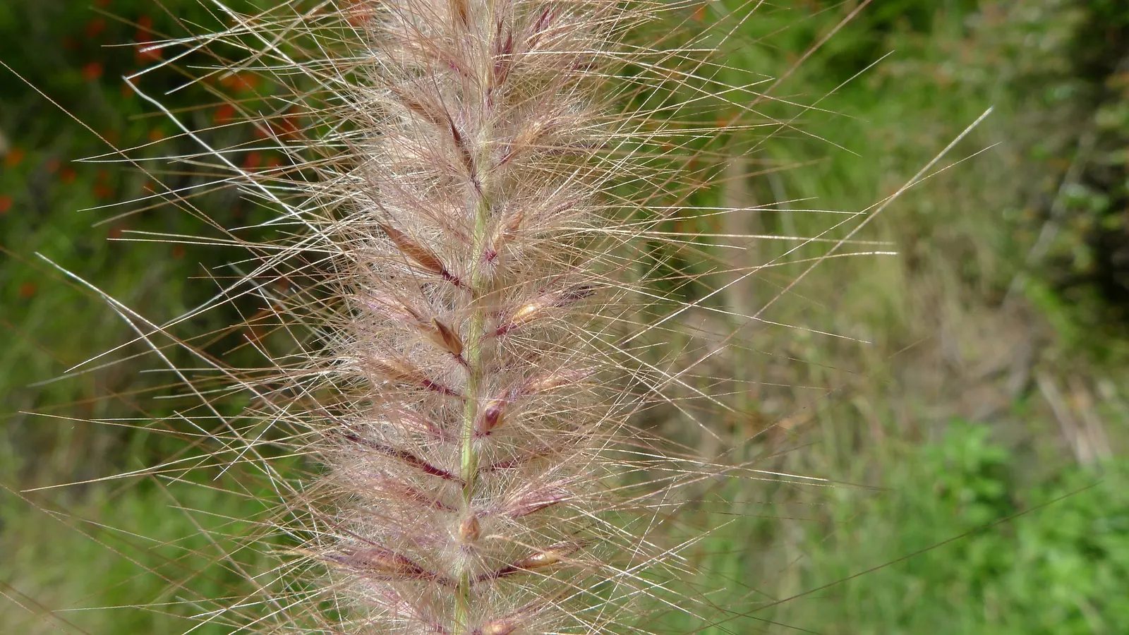 Purple Fountain Grass (Pennisetum 'Rubrum') — With its dazzling movement and color