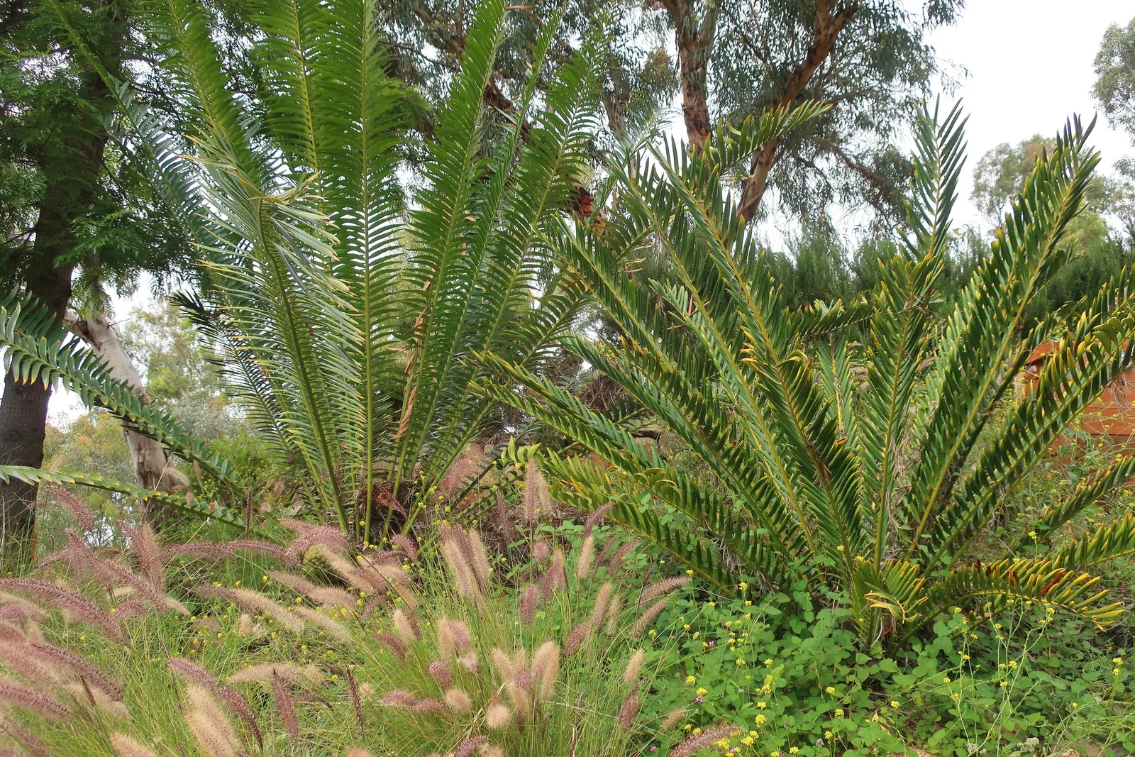 Purple Fountain Grass (Pennisetum 'Rubrum') — burgundy foliage and cascading