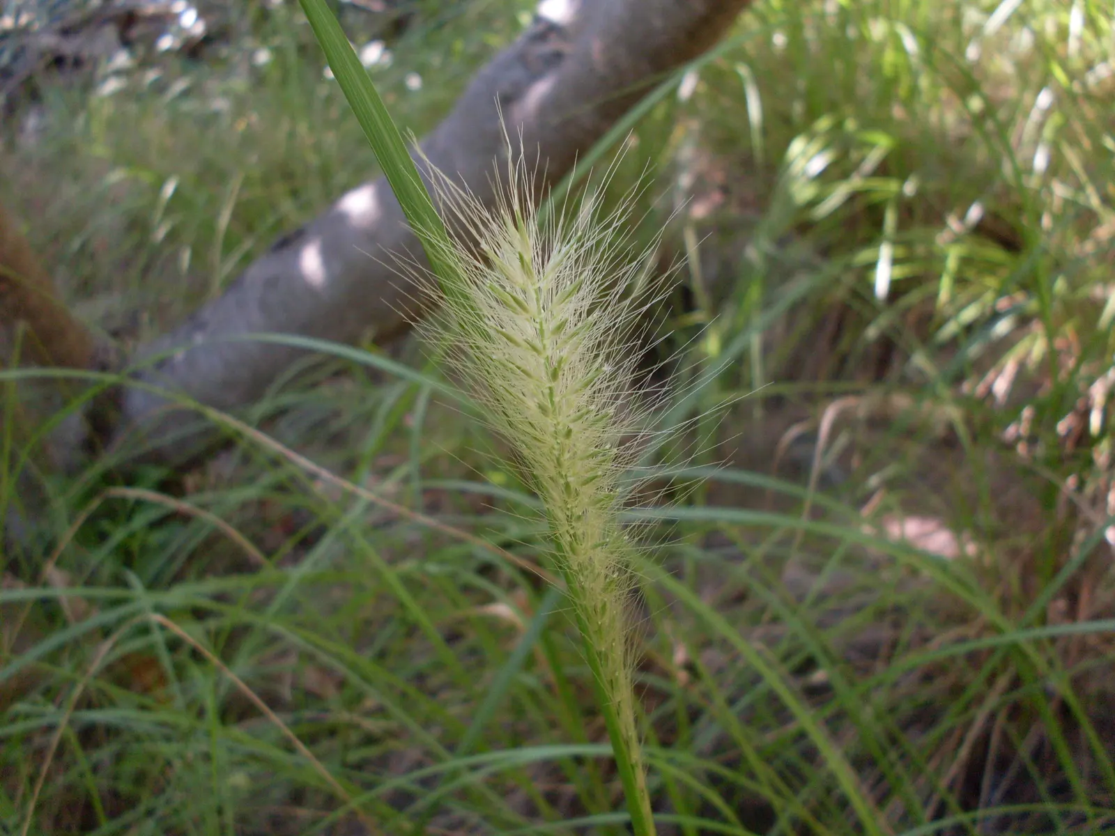 Purple Fountain Grass (Pennisetum 'Rubrum') — it is often grown as an annual in cooler regions due to its intolerance to cold temperatures