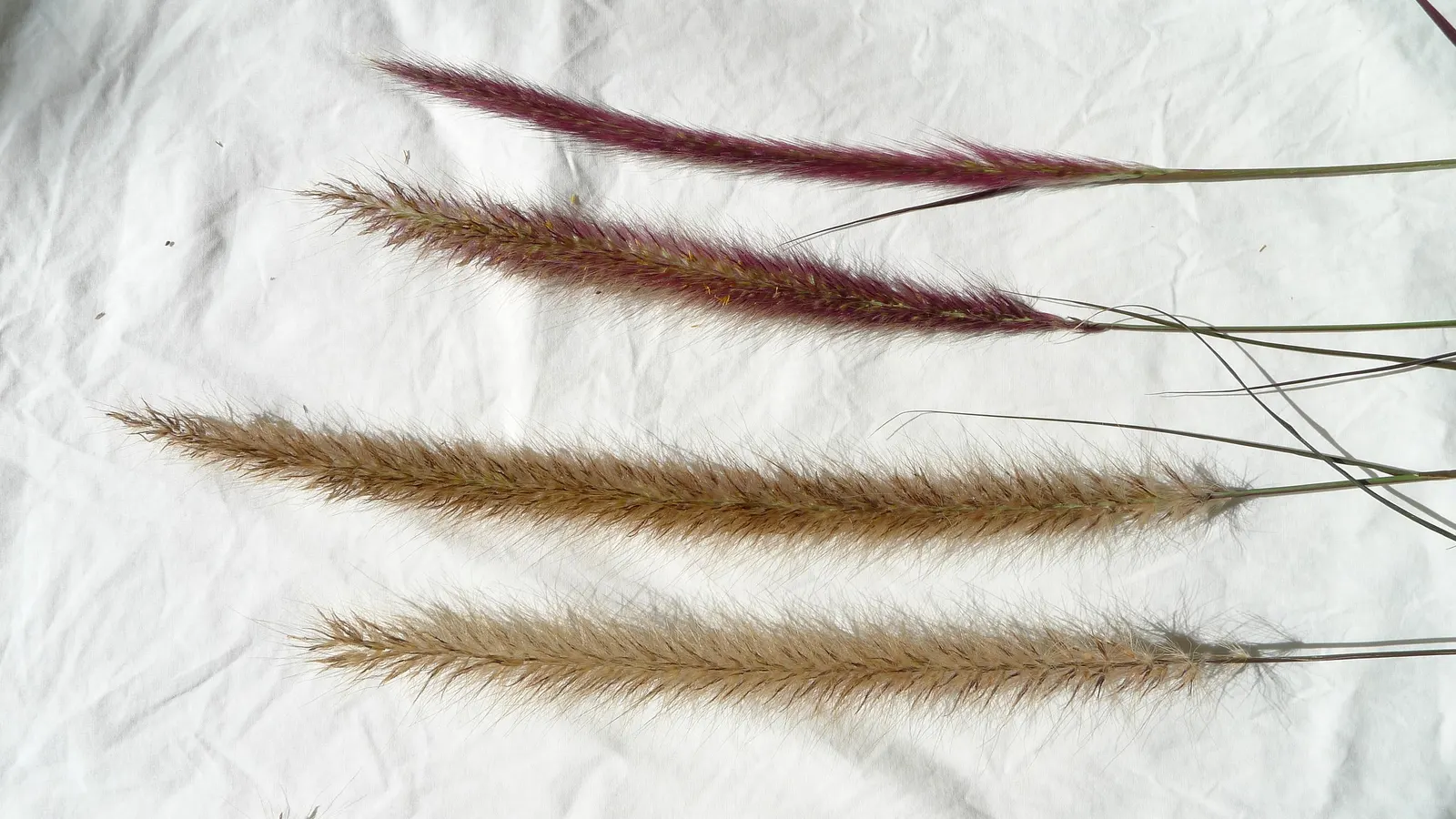 Purple Fountain Grass (Pennisetum 'Rubrum') — alleviating concerns of unwanted spread.<br><br>To maintain its striking appearance