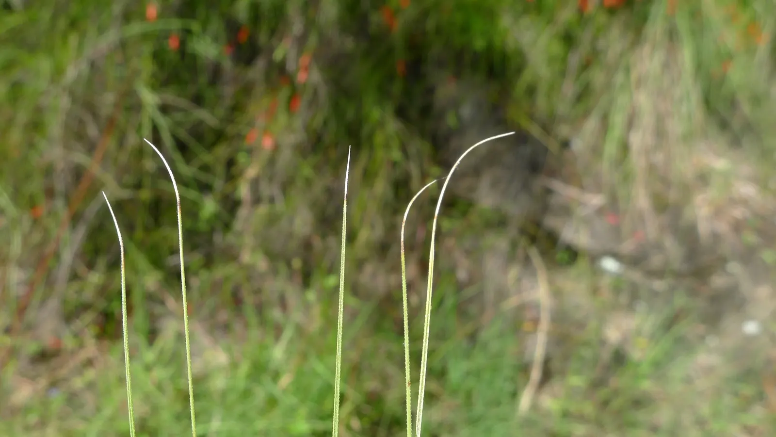 Purple Fountain Grass (Pennisetum 'Rubrum') — is a popular ornamental grass prized for its graceful texture and richly colored foliage