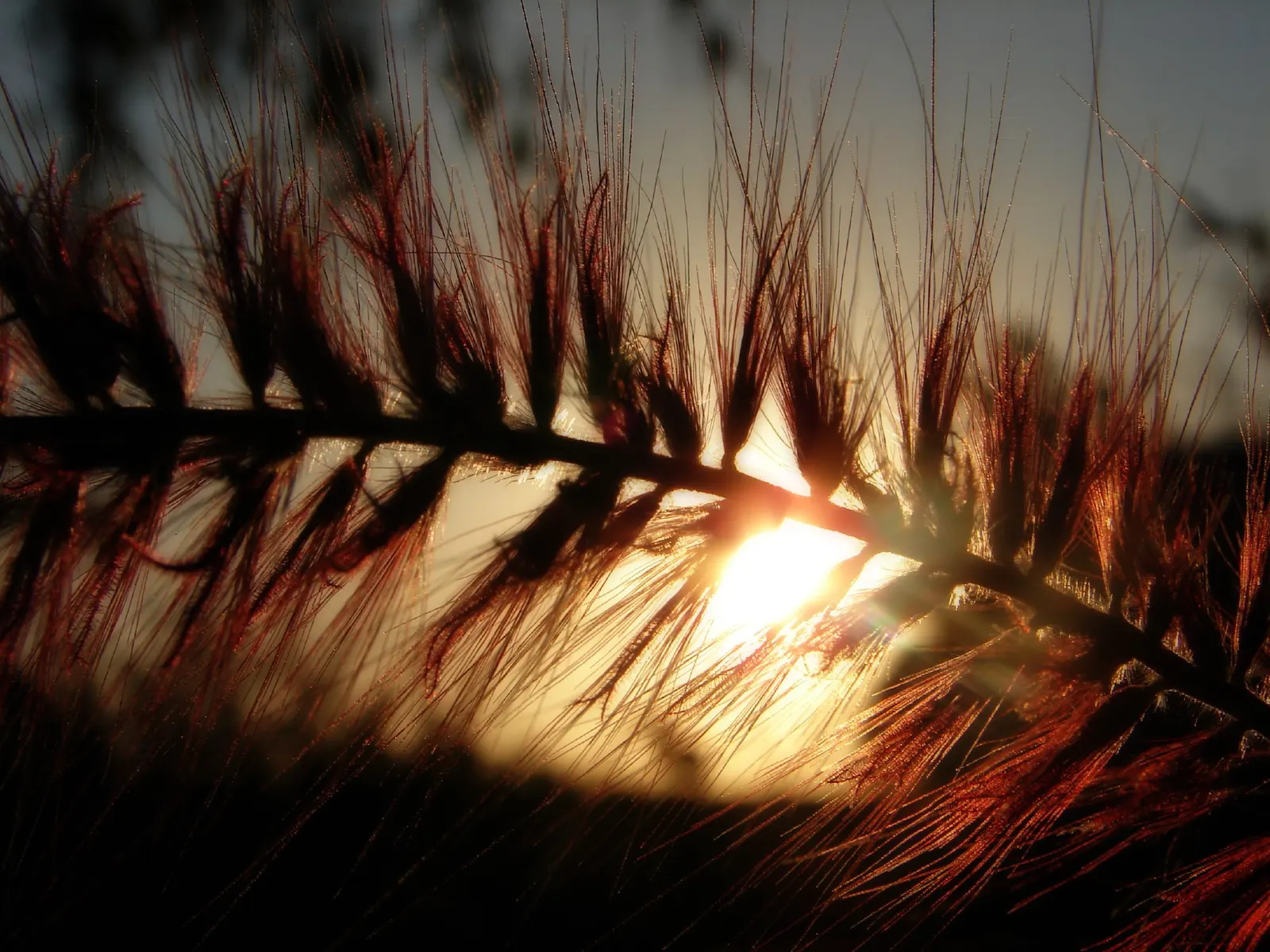 Purple Fountain Grass (Pennisetum 'Rubrum') — adding movement and rich color to any landscape