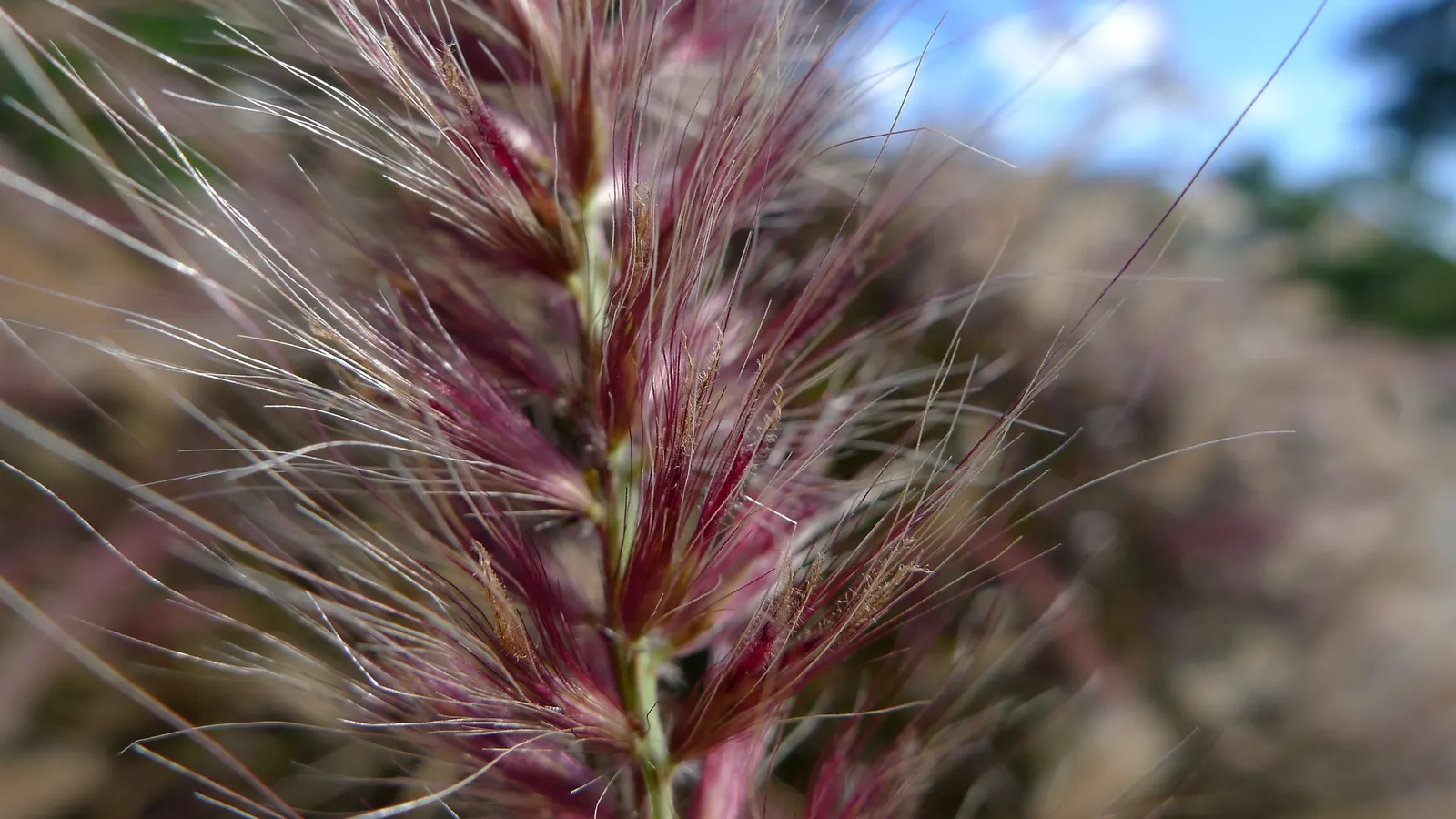 Purple Fountain Grass (Pennisetum 'Rubrum') — this heat-tolerant grass thrives in full sun; reaching heights of 3 to 4 feet with a similar spread