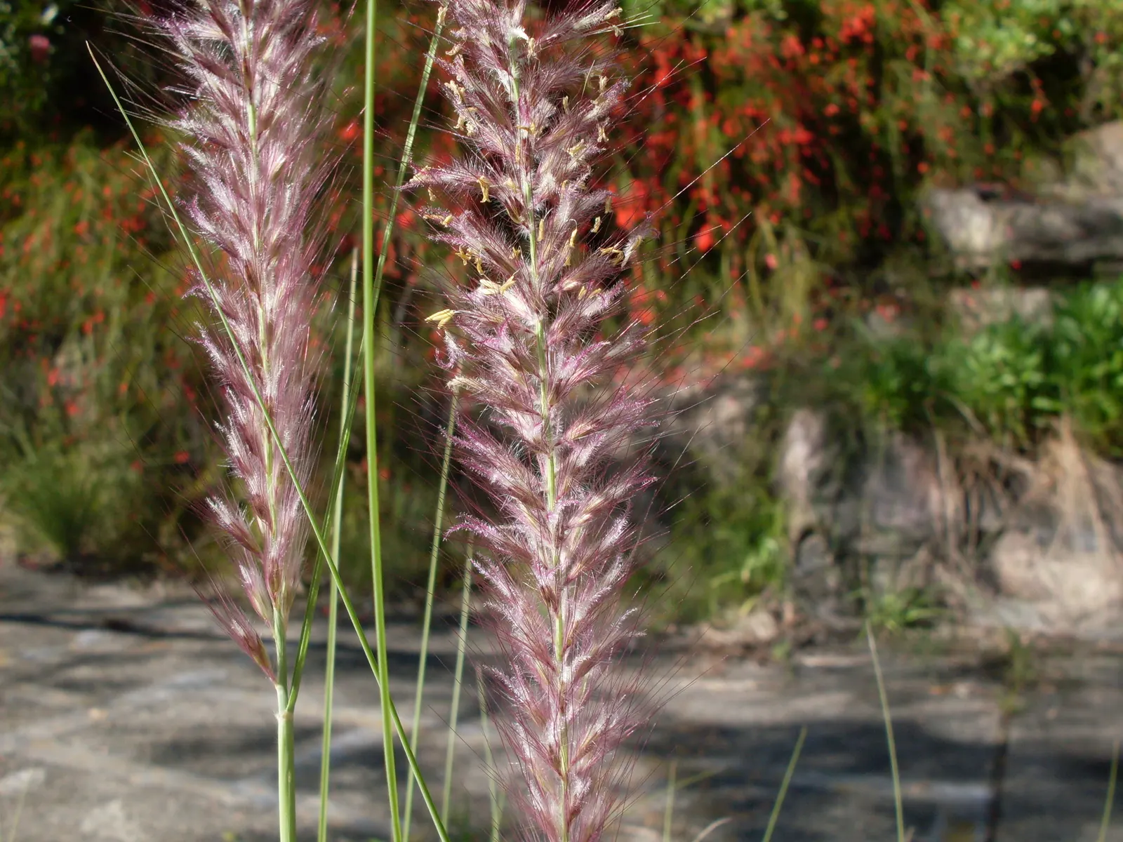 Purple Fountain Grass (Pennisetum 'Rubrum') — making it a smart choice for water-conservation landscapes.<br><br>Though a perennial in warm climates