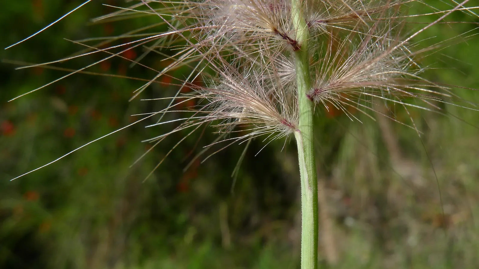 Purple Fountain Grass (Pennisetum 'Rubrum') — grass with purple blooms