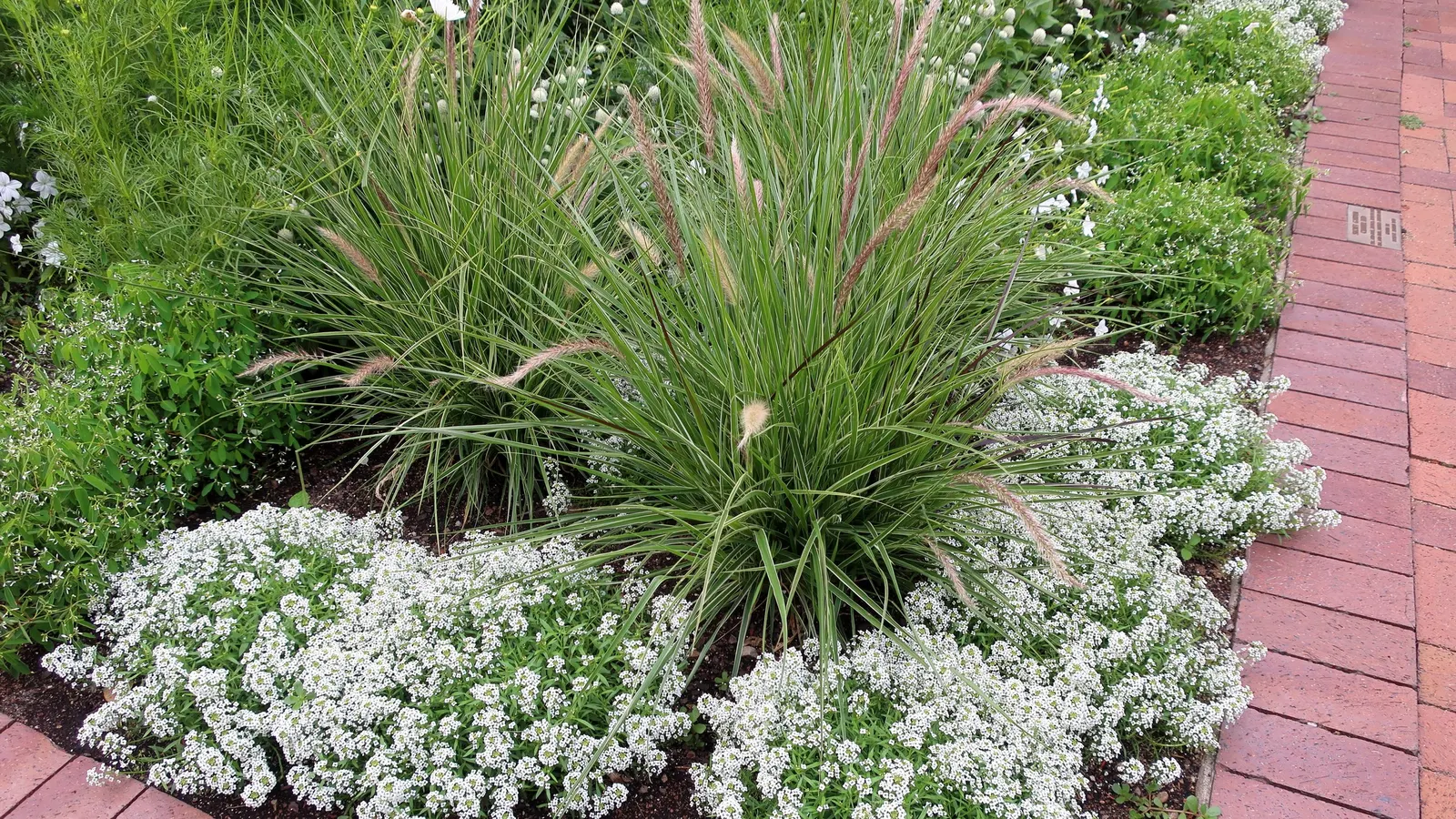 Purple Fountain Grass (Pennisetum 'Rubrum') — is a perennial ornamental renowned for its striking