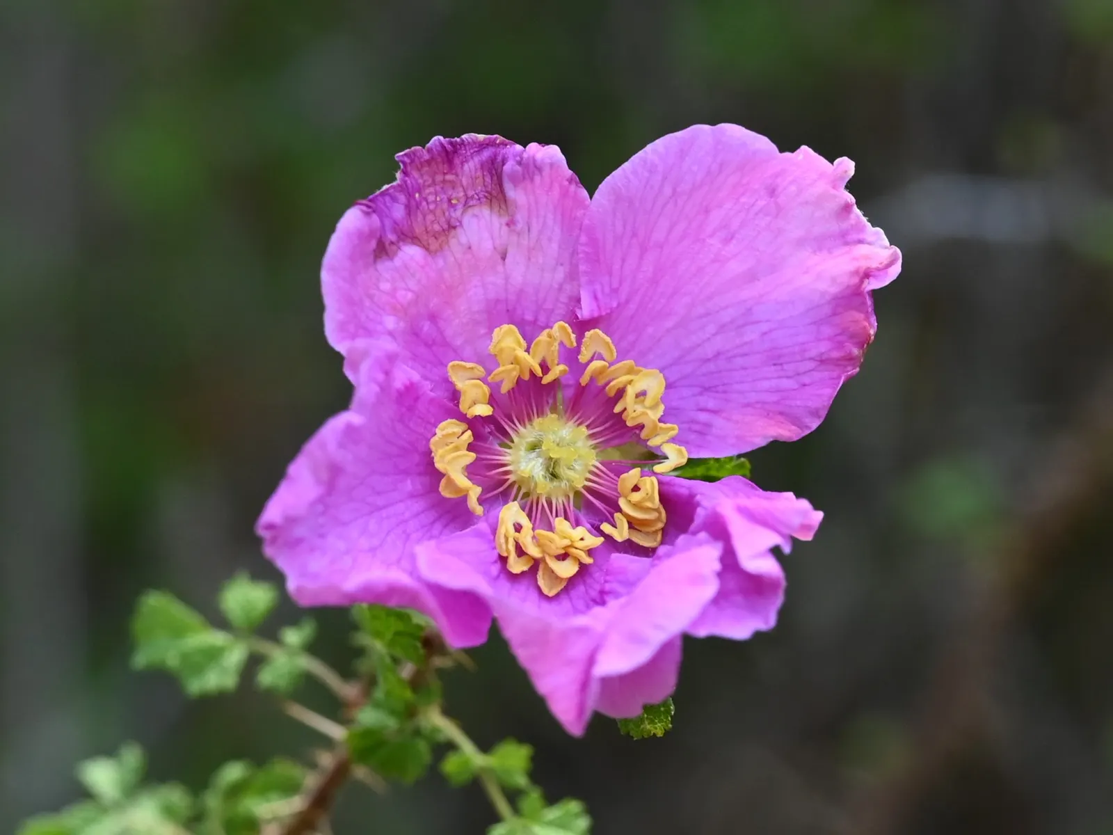 Small Leafed Rose (Rosa Minutifolia) — <br><br>The Small Leafed Rose is relatively compact in growth