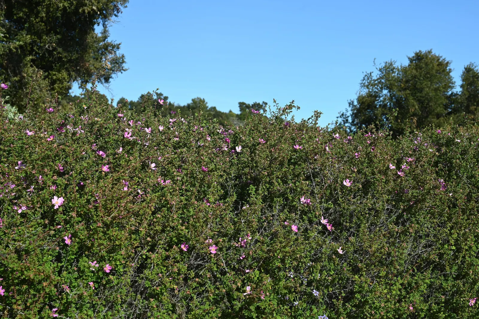 Small Leafed Rose (Rosa Minutifolia) — shrub with pink blooms