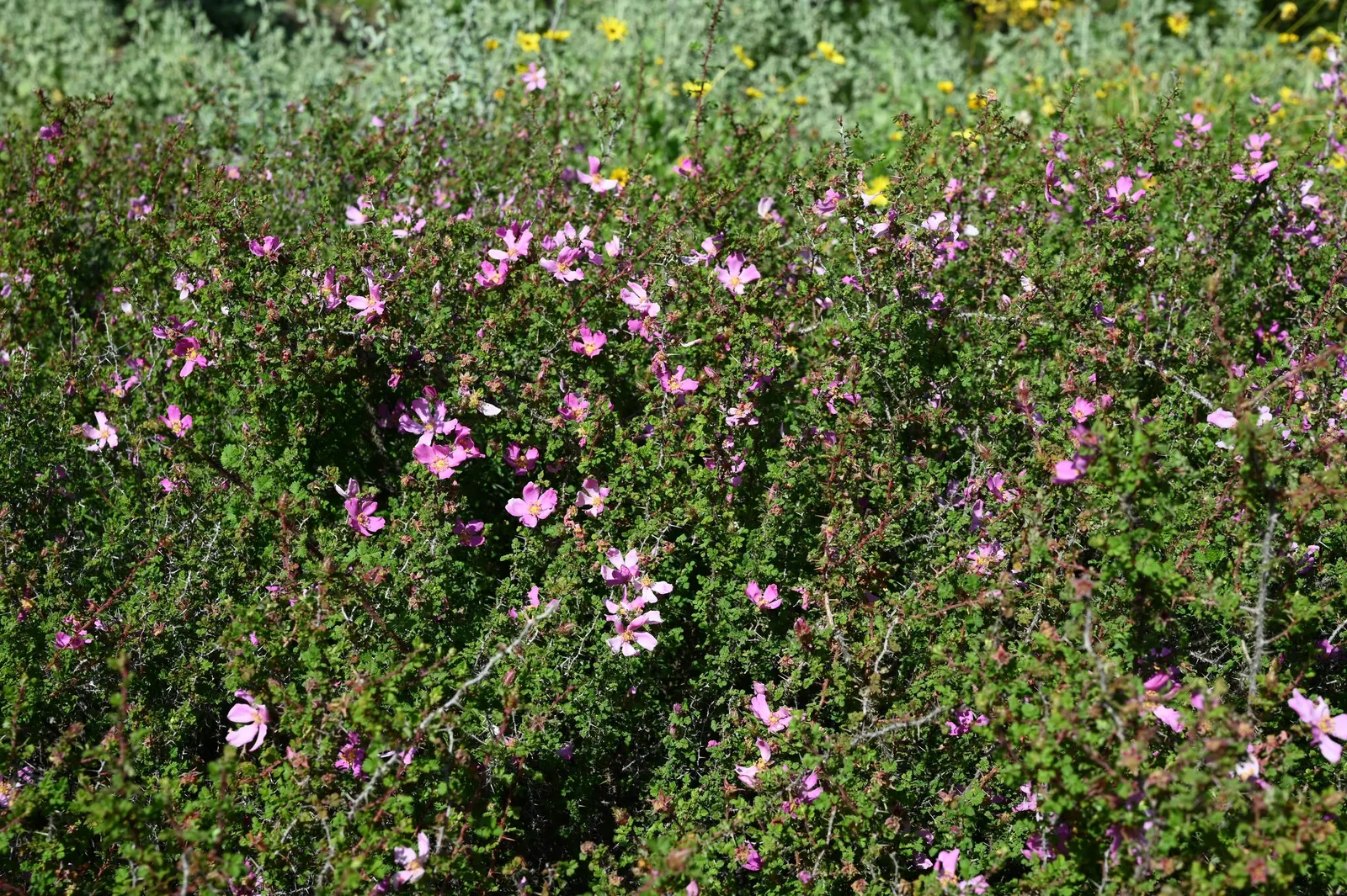 Small Leafed Rose (Rosa Minutifolia) — which are liberally adorned with thin