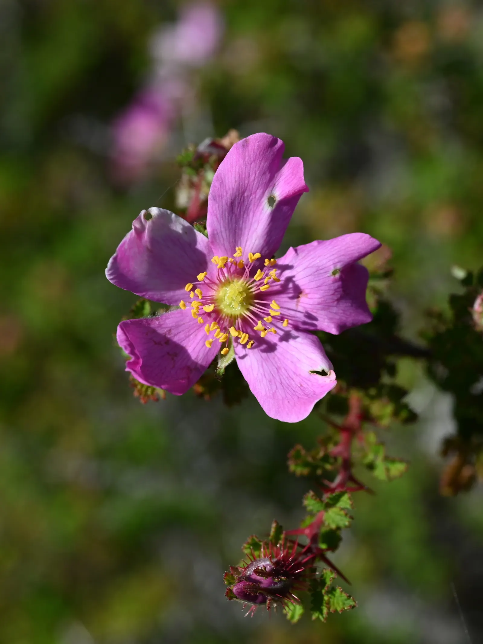 Small Leafed Rose (Rosa Minutifolia) — commonly referred to as the Small Leafed Rose