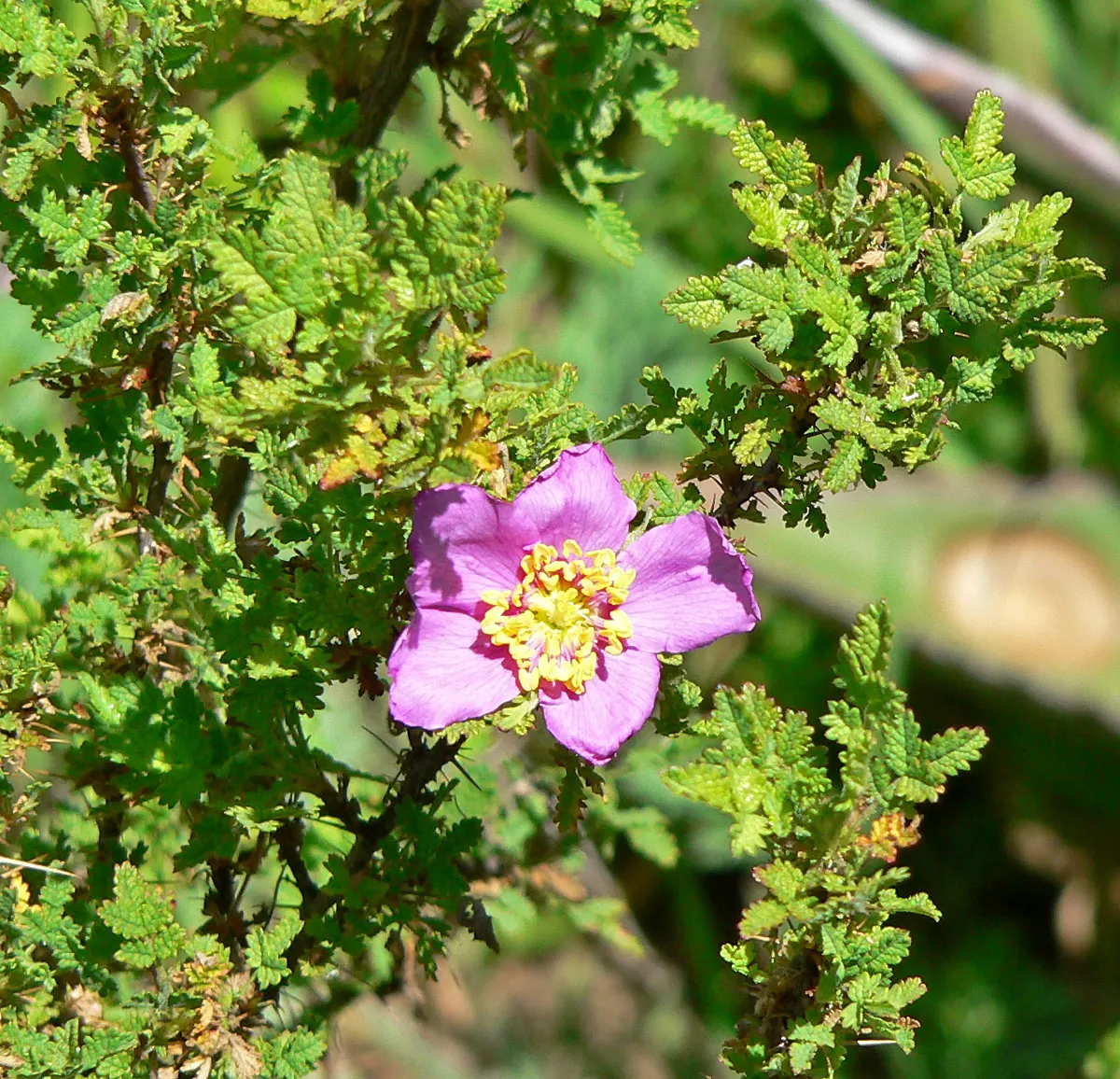 Small Leafed Rose (Rosa Minutifolia) — rounded rose hips that offer additional seasonal interest