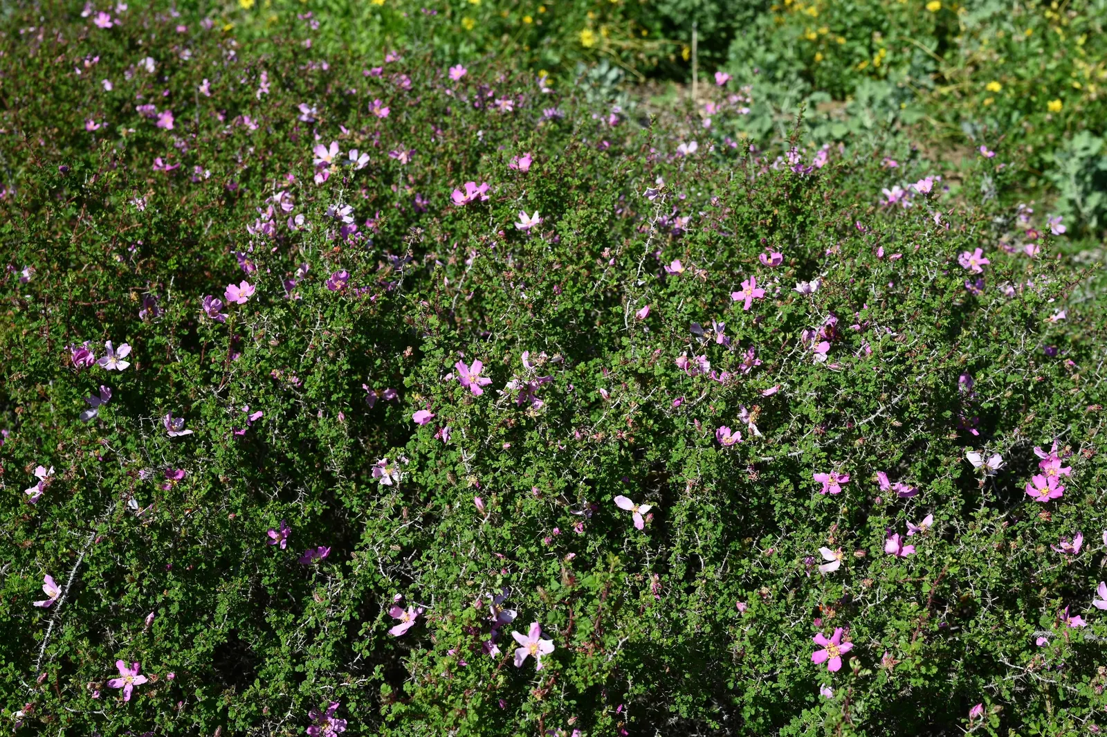 Small Leafed Rose (Rosa Minutifolia) — sharp thorns up to 1 inch long