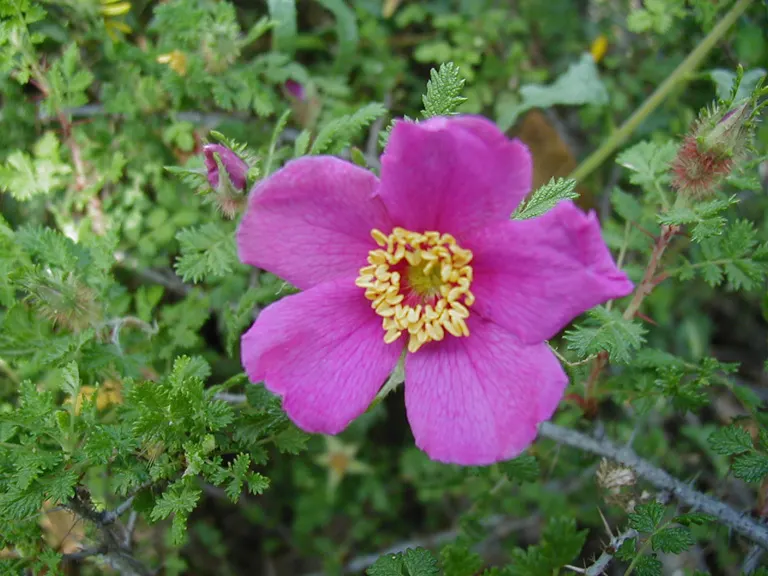 Small Leafed Rose (Rosa Minutifolia) — pink flowers in the garden