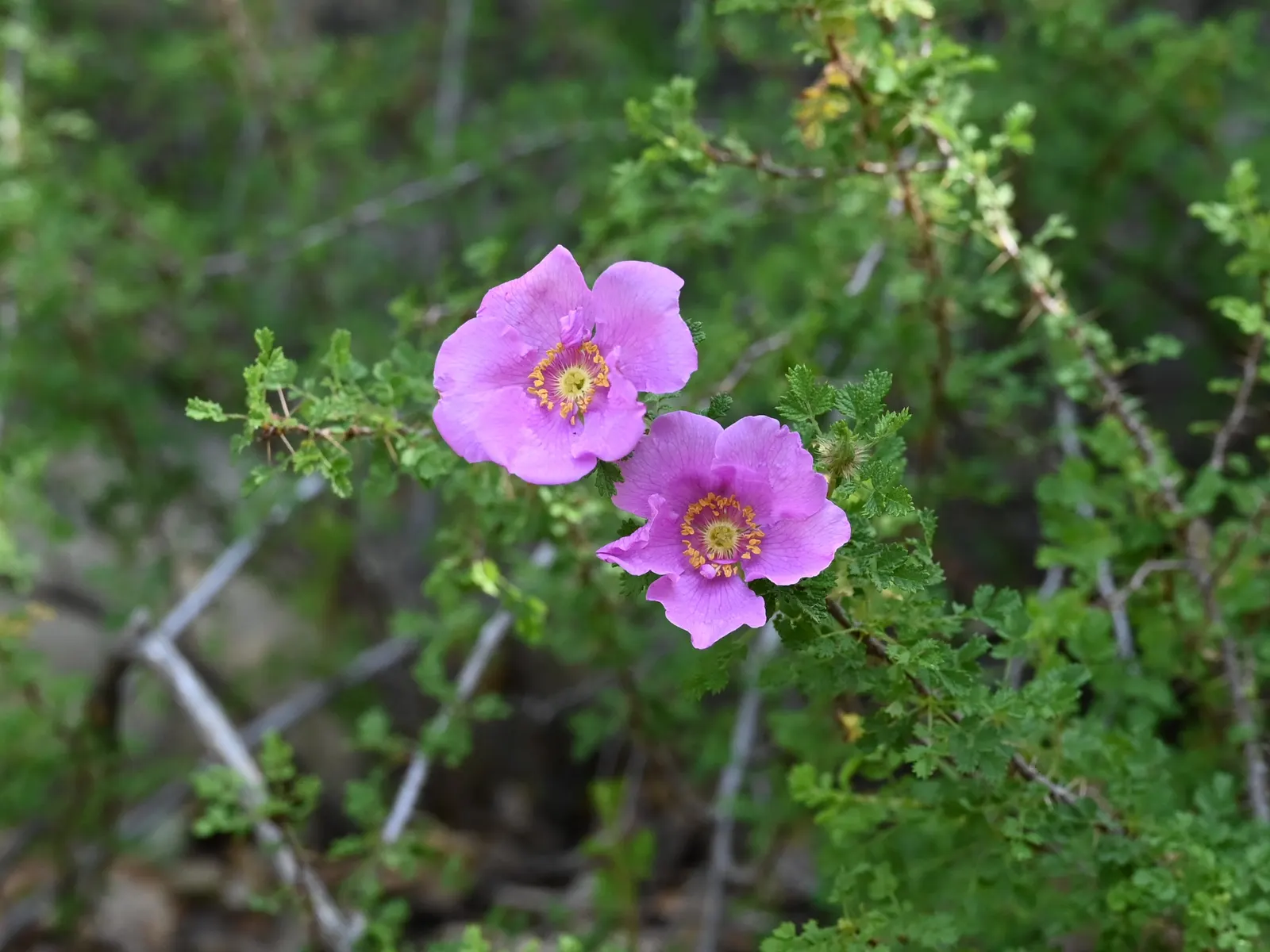 Small Leafed Rose (Rosa Minutifolia) — is prized for its diminutive foliage and delicate single pink flowers with a yellow center