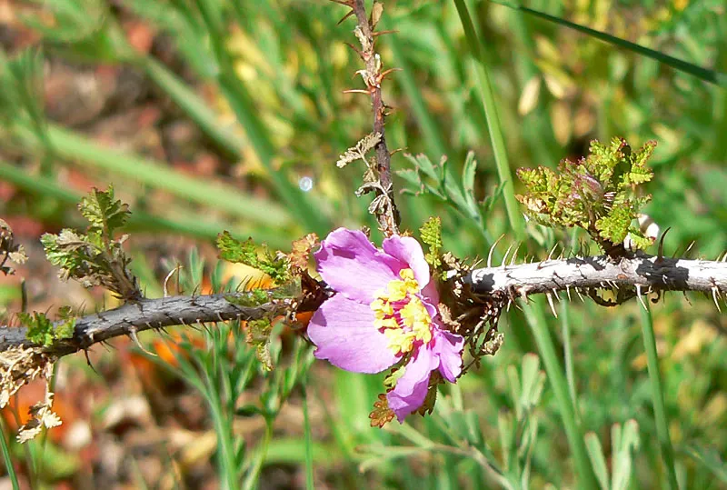 Small Leafed Rose (Rosa Minutifolia) — reaching a mature size of about 2 to 3 feet in height and spreading out to an equal width