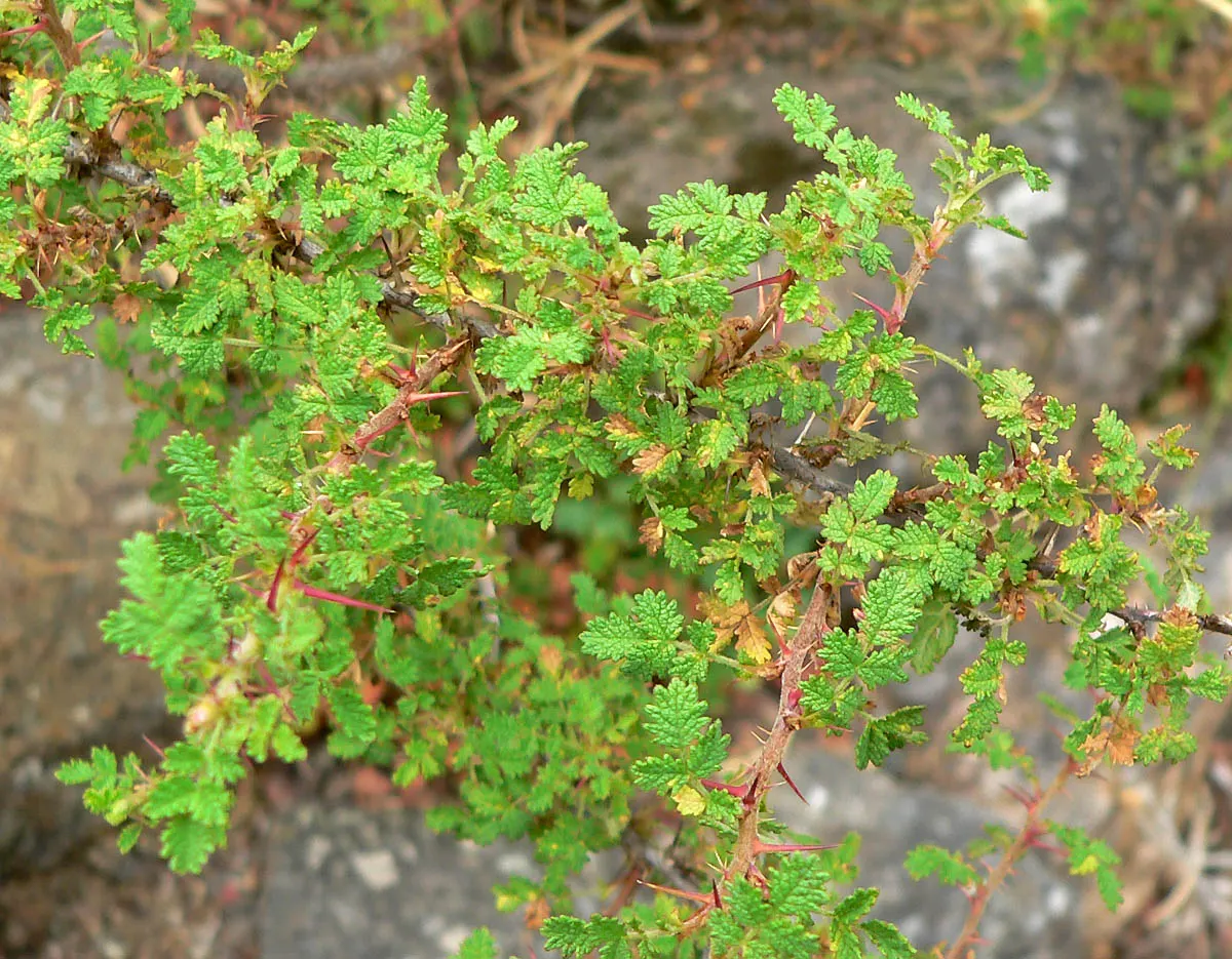 Small Leafed Rose (Rosa Minutifolia) — This species thrives in full sun to partial shade and prefers well-drained soil