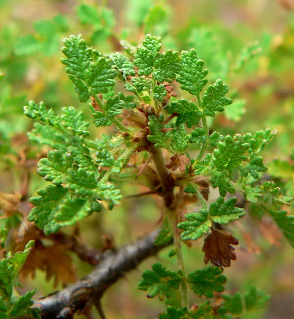 Small Leafed Rose (Rosa Minutifolia) — the plant is punctuated with solitary