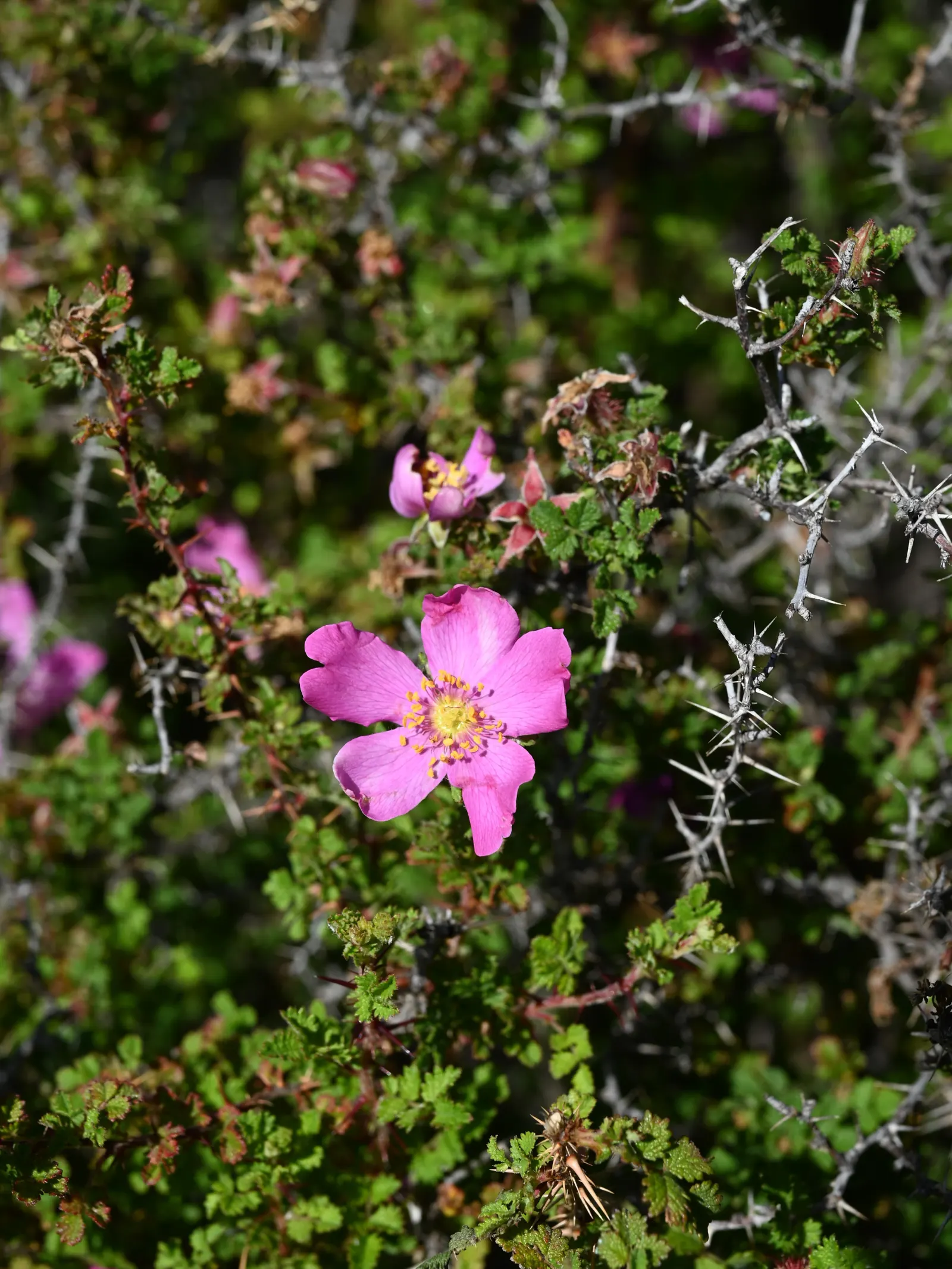 Small Leafed Rose (Rosa Minutifolia) — and are composed of 5 to 9 leaflets that present an almost fern-like appearance
