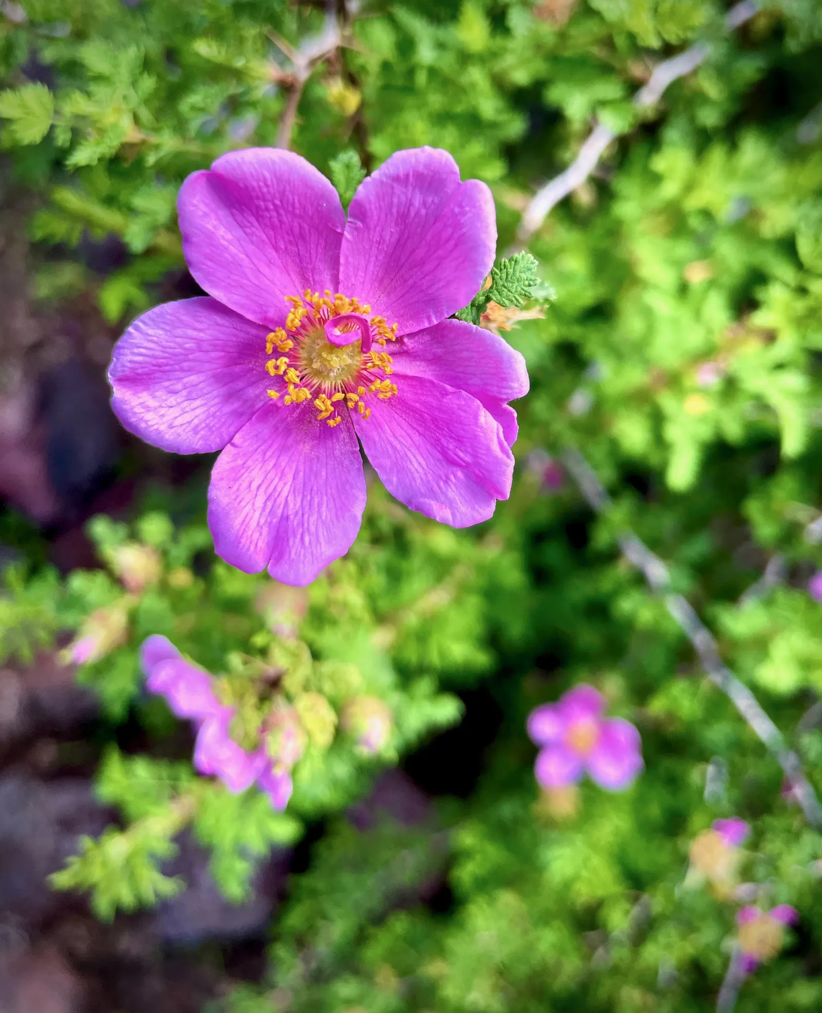 Small Leafed Rose (Rosa Minutifolia) — It prefers well-drained soils and full sun