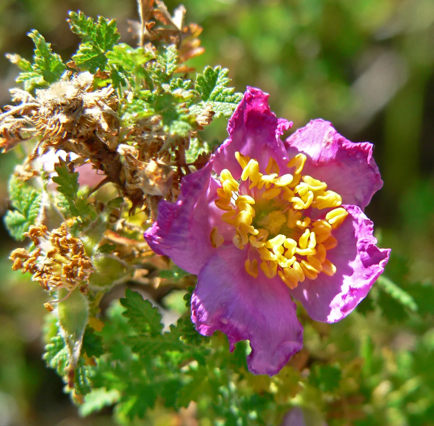 Small Leafed Rose (Rosa Minutifolia) — When designing landscapes