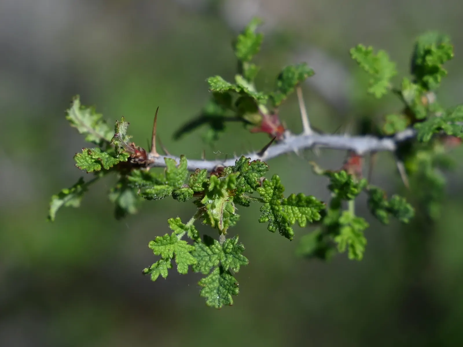 Small Leafed Rose (Rosa Minutifolia) — ideal for water-wise gardens and native plant landscapes