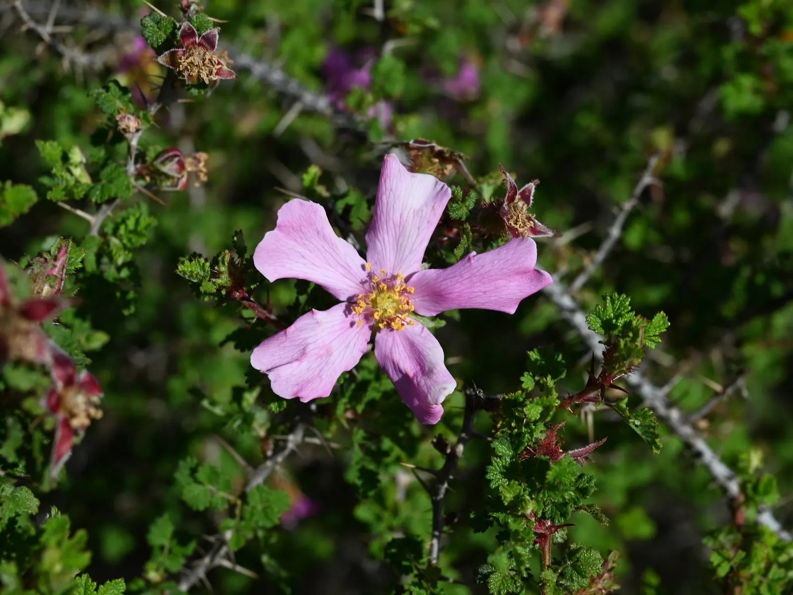 Small Leafed Rose (Rosa Minutifolia) — is an intriguing species within the Rose family