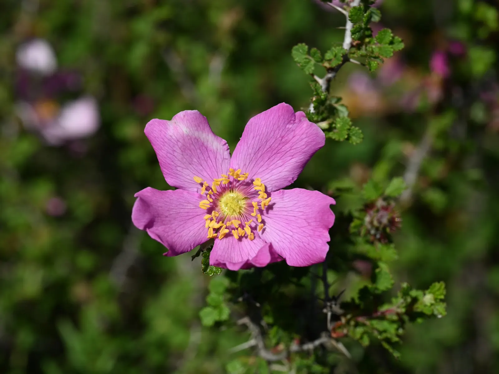 Small Leafed Rose (Rosa Minutifolia) — drought-tolerant shrub reaches 3-5 ft in height and spread