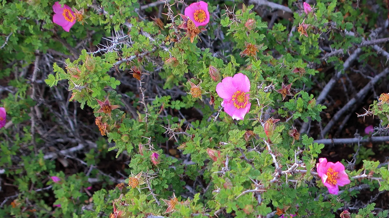 Small Leafed Rose (Rosa Minutifolia) — In the late spring to early summer