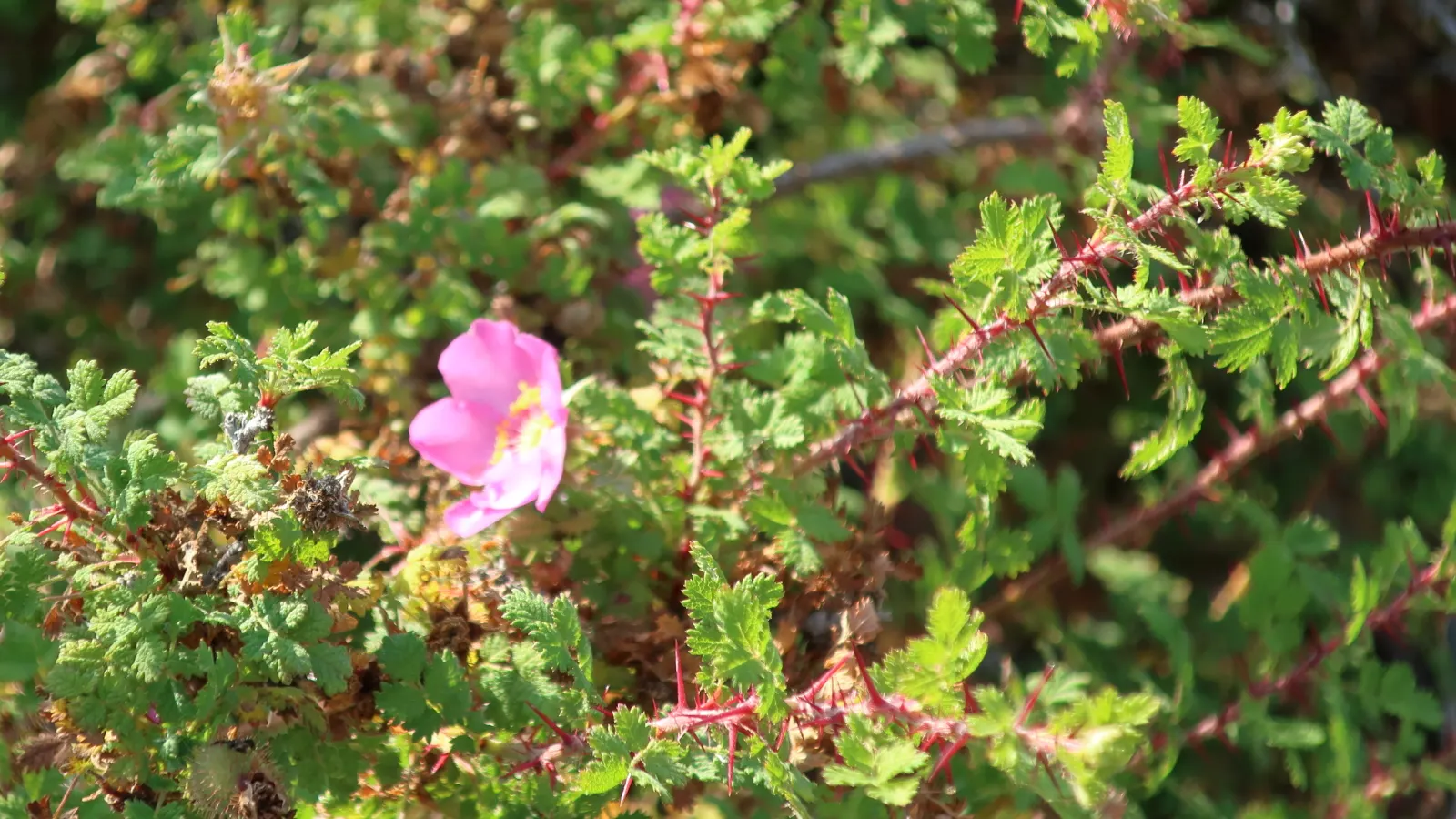 Small Leafed Rose (Rosa Minutifolia) — especially when embraced by the contrasting small-scale foliage.<br><br>Given its modest size