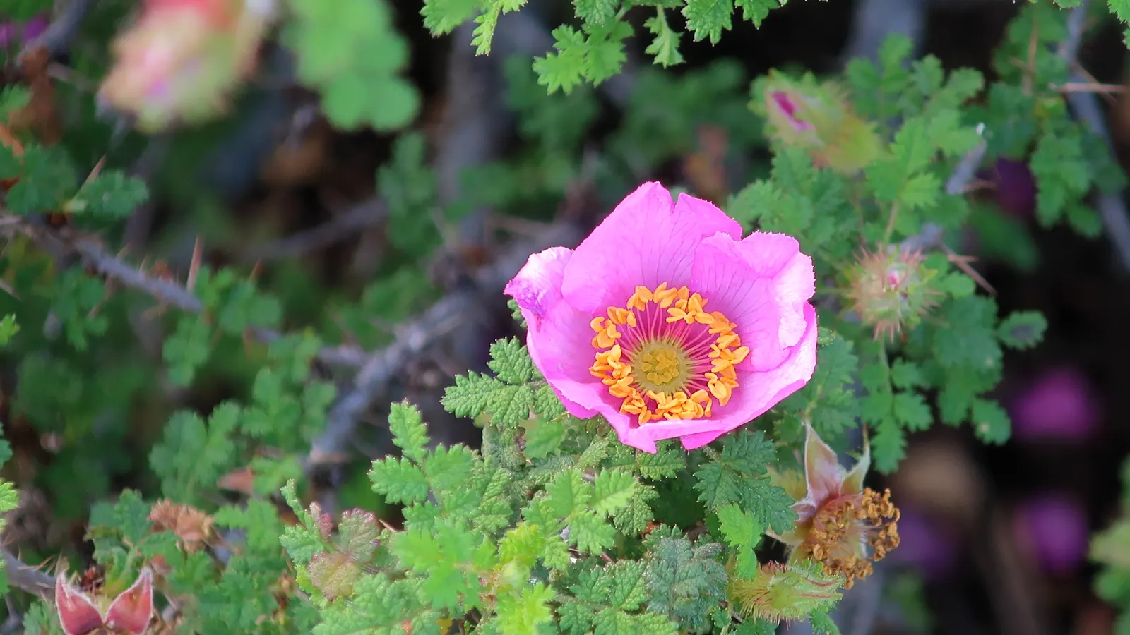 Small Leafed Rose (Rosa Minutifolia) — vibrant pink flowers that span approximately 1 - 1.5 inches in diameter