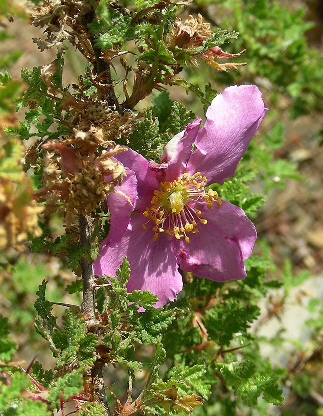 Small Leafed Rose (Rosa Minutifolia) — This unique characteristic is bolstered by the plant's slender stems