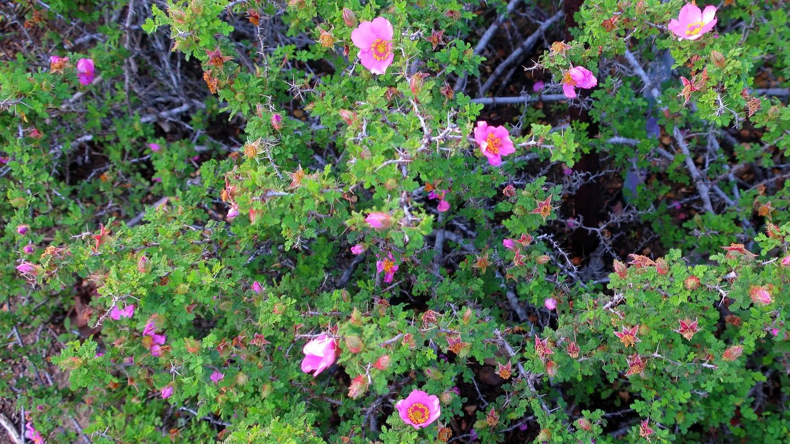 Small Leafed Rose (Rosa Minutifolia) — These singular blossoms exude a subtle fragrance and are followed by petite