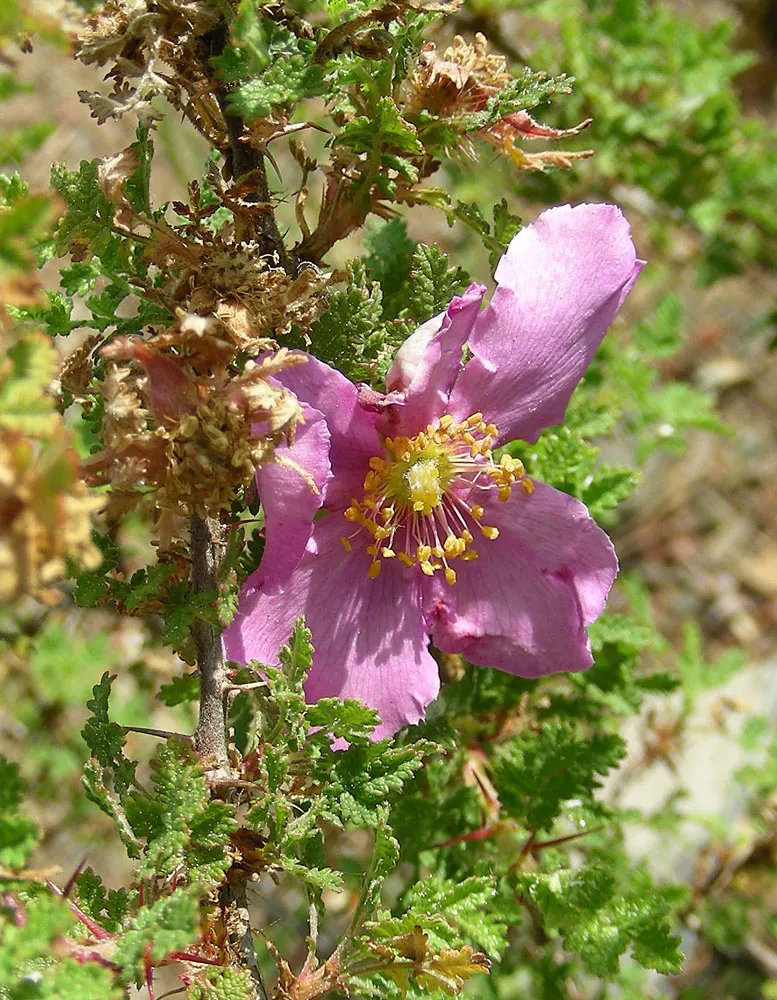 Small Leafed Rose (Rosa Minutifolia) — typically measuring less than 0.5 inches in length