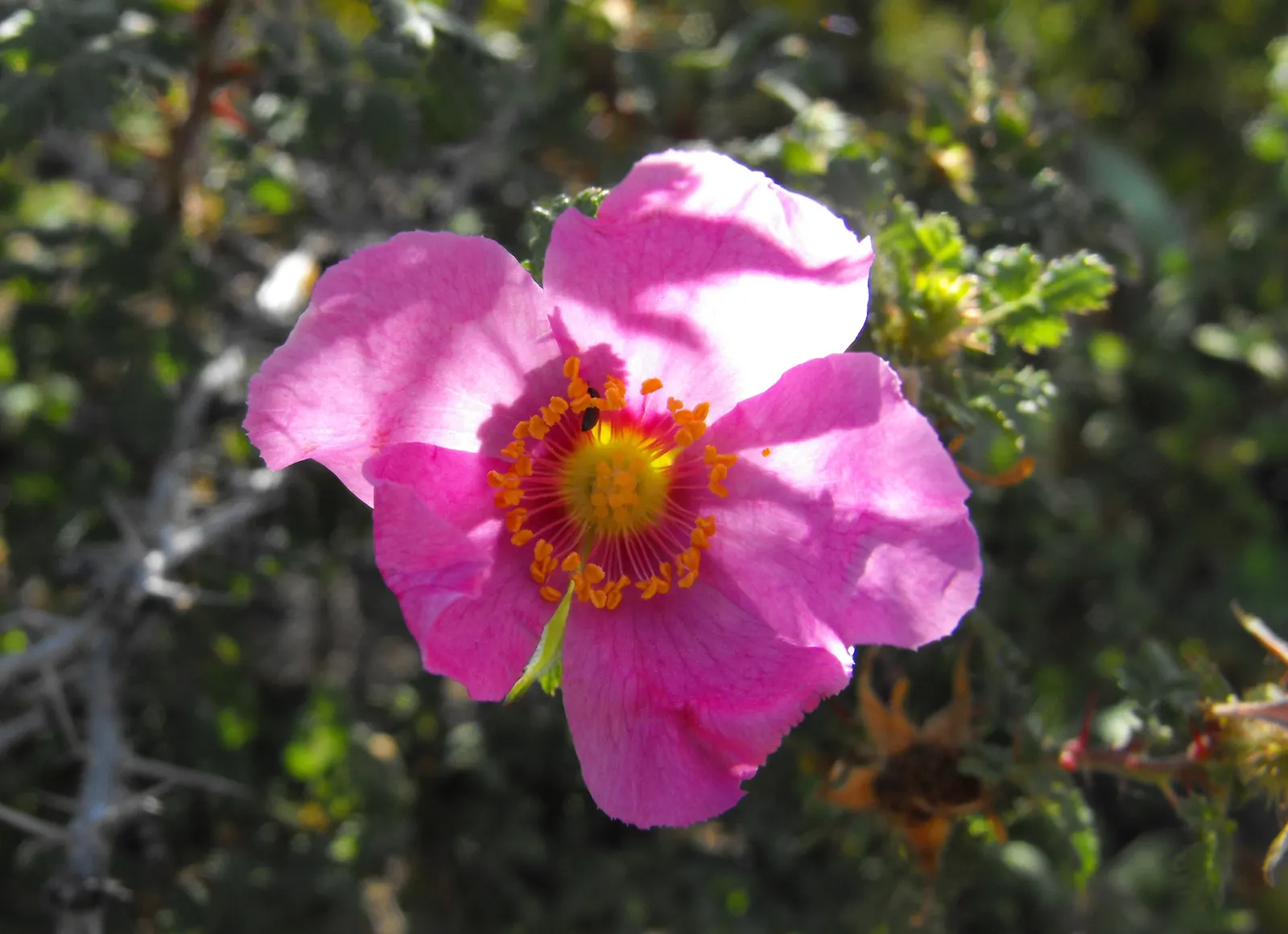 Small Leafed Rose (Rosa Minutifolia) — offering year-round interest with its distinctive thorny stems and seasonal red hips