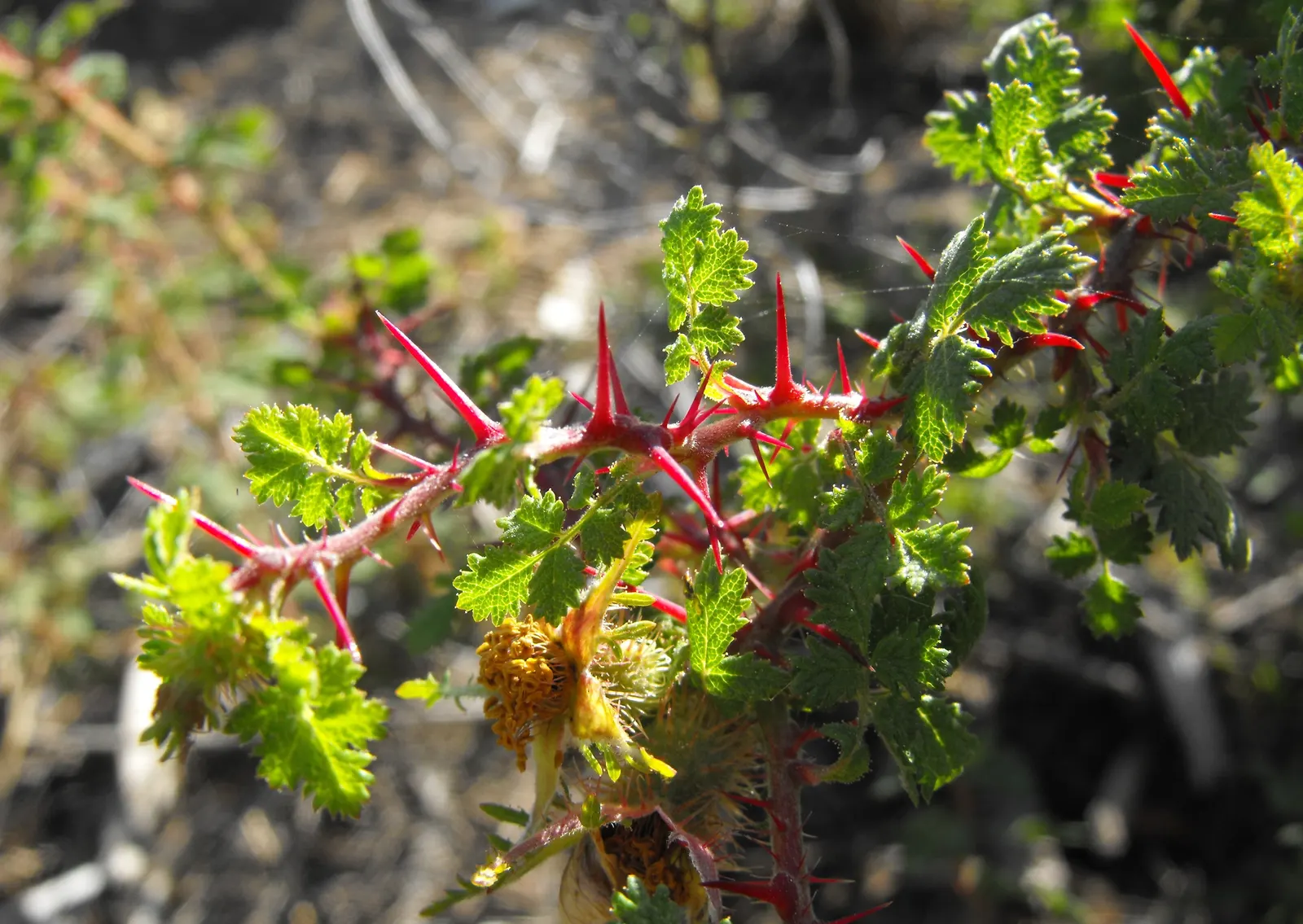 Small Leafed Rose (Rosa Minutifolia) — drawing attention for its diminutive and distinctive foliage
