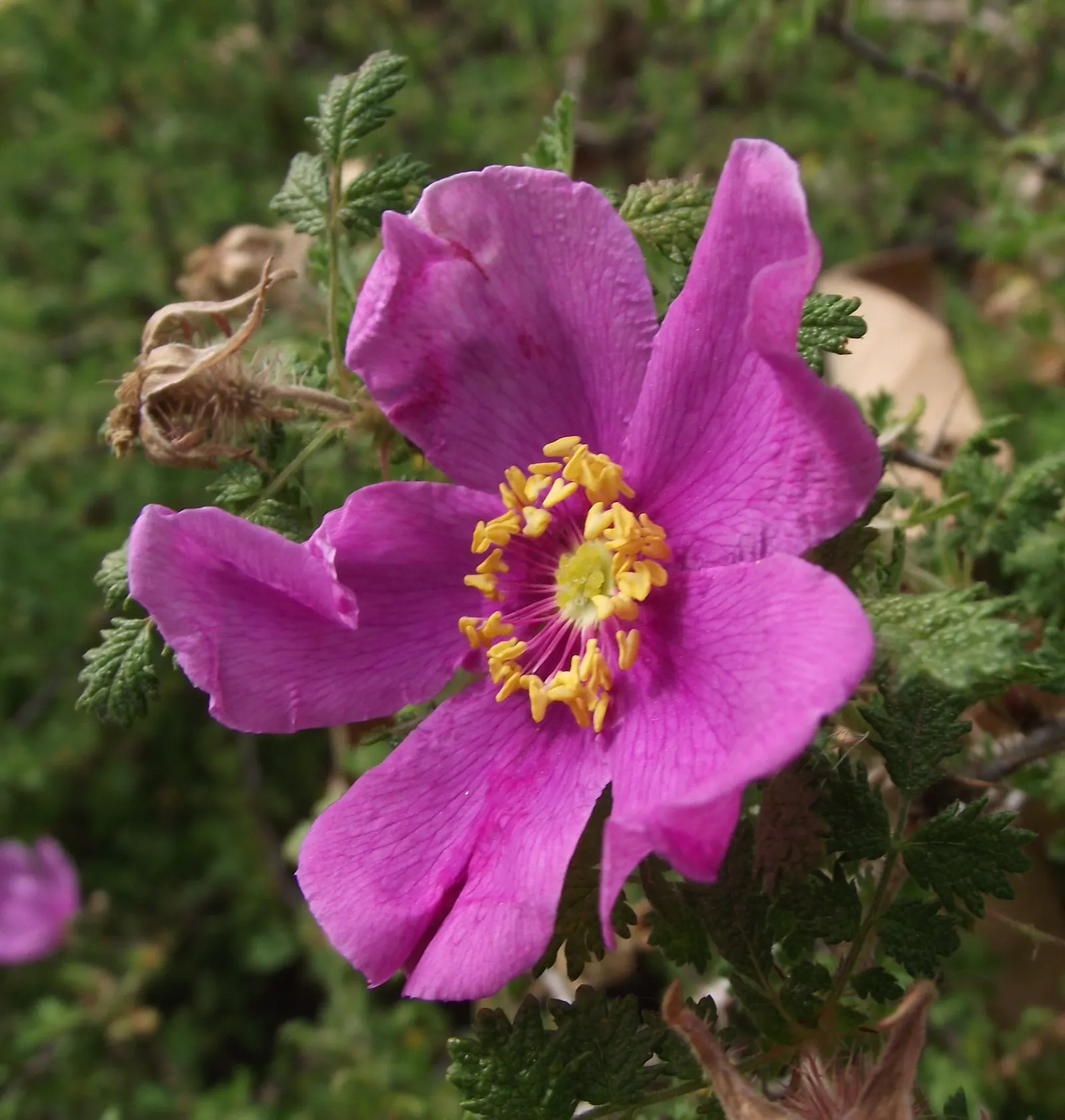 Small Leafed Rose (Rosa Minutifolia) — thriving in USDA Hardiness Zones 7-10