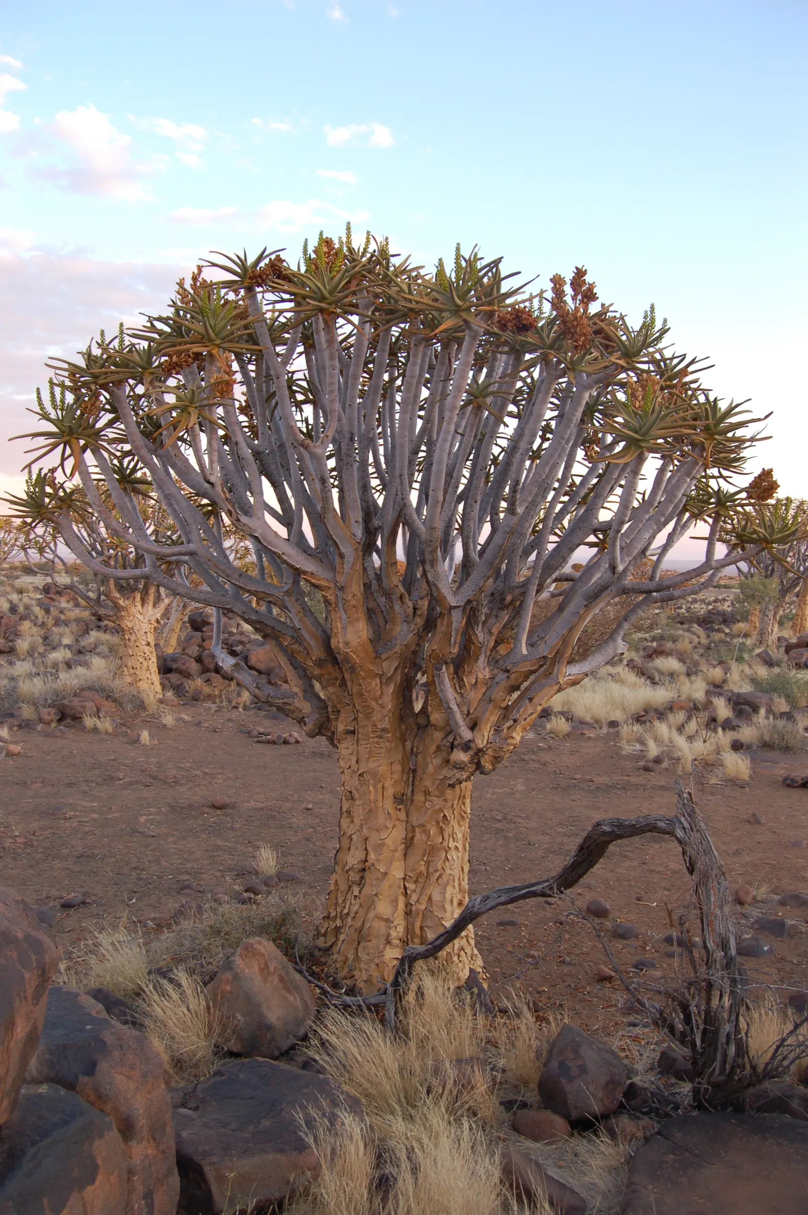 Quiver Tree, Kokerboom (Aloe Dichotoma) — characterized by its distinctive rounded crown and forked