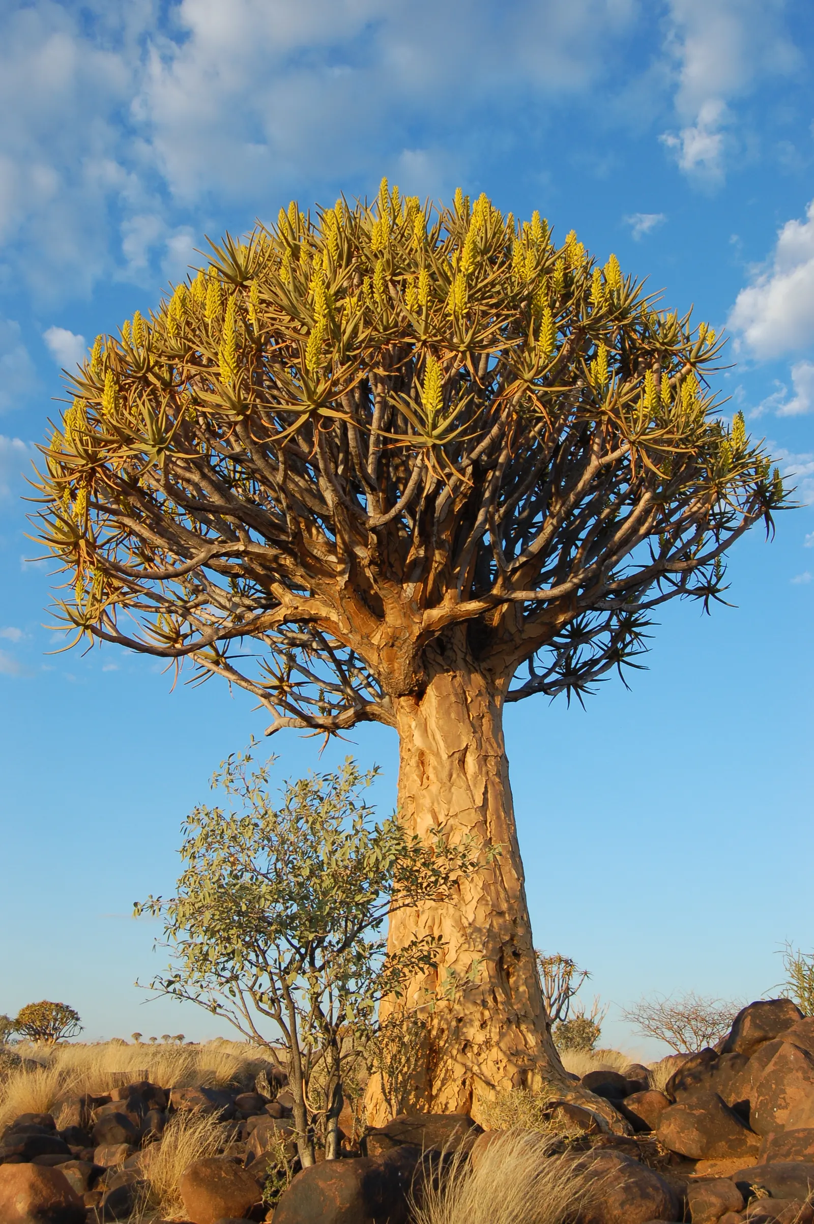 Quiver Tree, Kokerboom (Aloe Dichotoma) — is an iconic succulent from Southern Africa