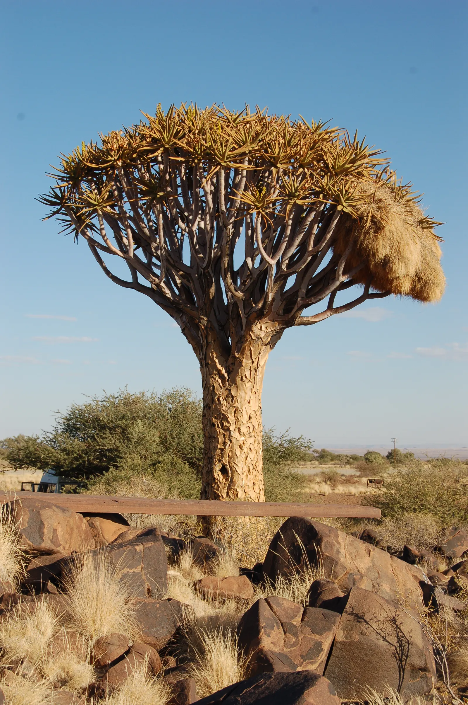 Quiver Tree, Kokerboom (Aloe Dichotoma) — It reaches up to 30 feet in height, with smooth, golden-brown bark and blue-green leaves