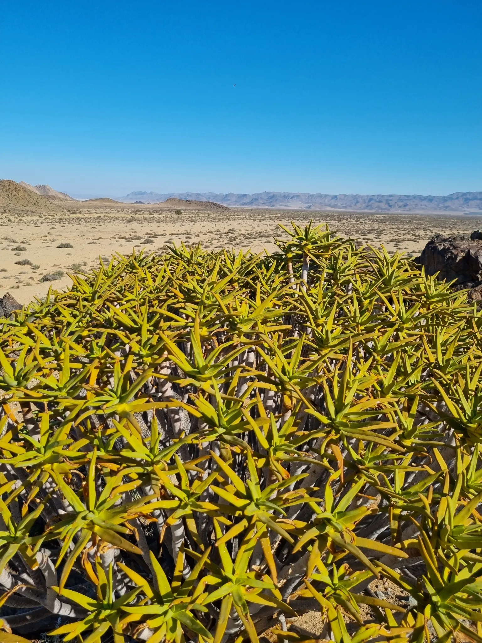 Quiver Tree, Kokerboom (Aloe Dichotoma) — The Quiver Tree or Kokerboom