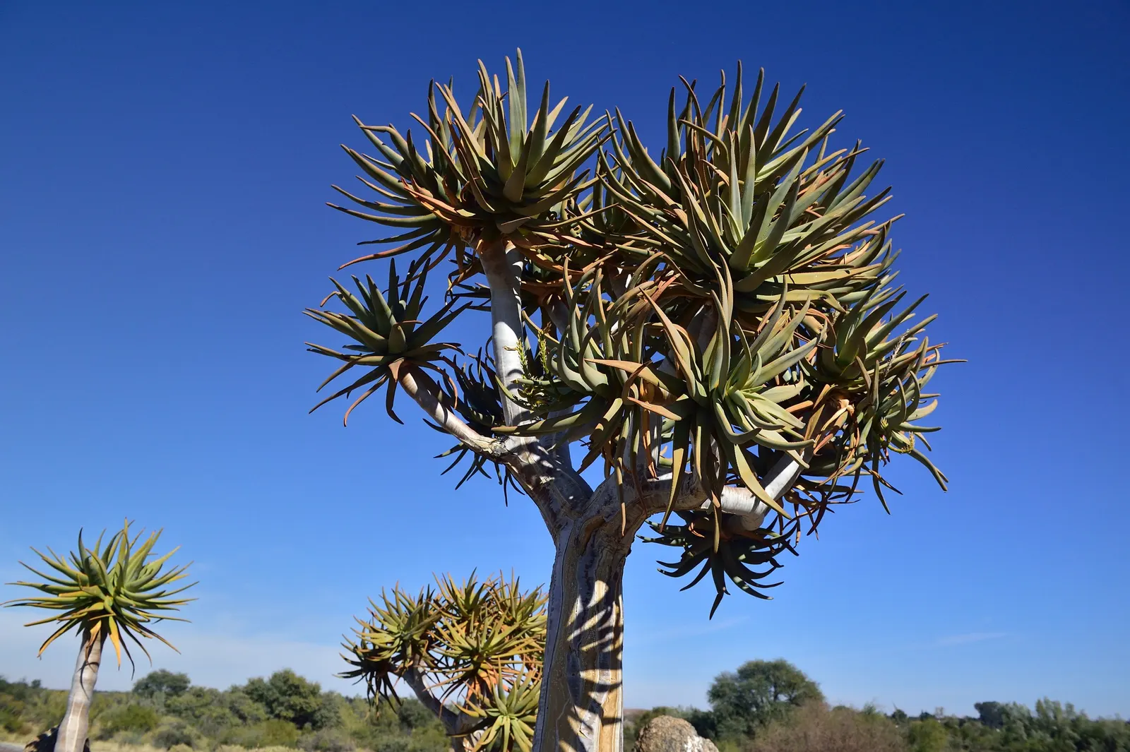 Quiver Tree, Kokerboom (Aloe Dichotoma) — Intriguing in form, it offers a sculptural presence in xeriscaped gardens
