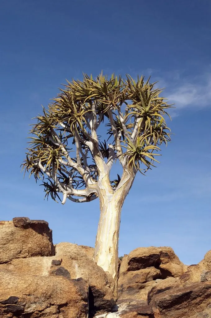 Quiver Tree, Kokerboom (Aloe Dichotoma) — A prime specimen of arid adaptations, this tree is native to Southern Africa and thrives in zones 9 to 11