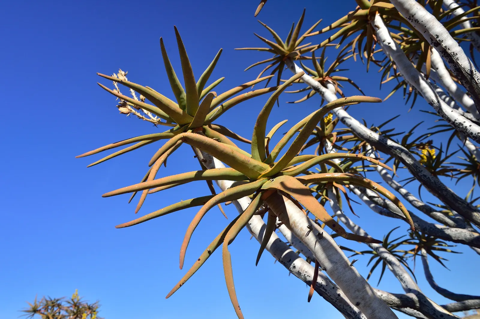 Quiver Tree, Kokerboom (Aloe Dichotoma) — fibrous trunk and a branching habit that gives it a unique