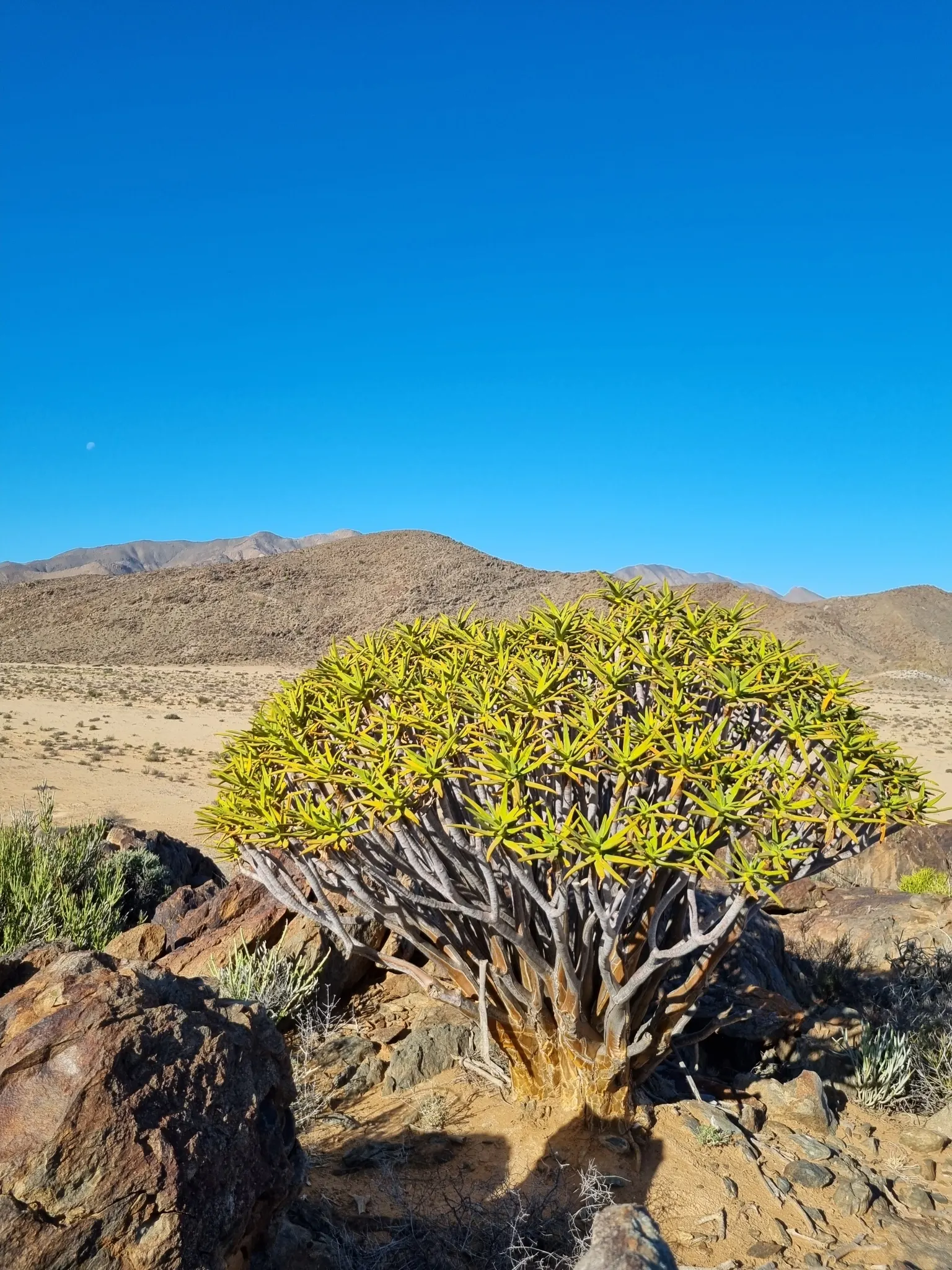 Quiver Tree, Kokerboom (Aloe Dichotoma) — This slow-growing tree tolerates drought well and thrives in zones 9-11