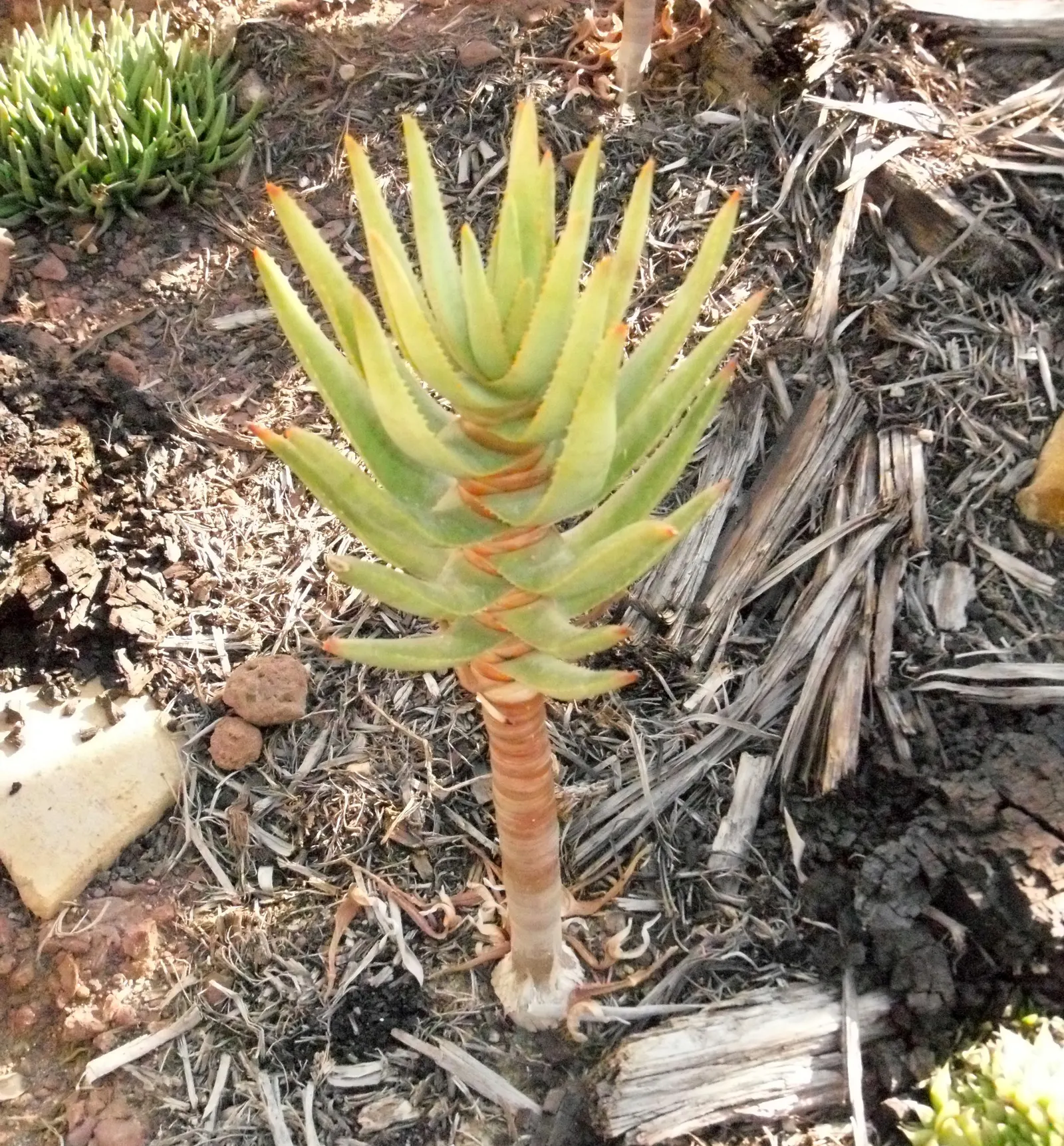 Quiver Tree, Kokerboom (Aloe Dichotoma) — it reaches heights of 16 to 33 feet (5 to 10 meters) with a stout