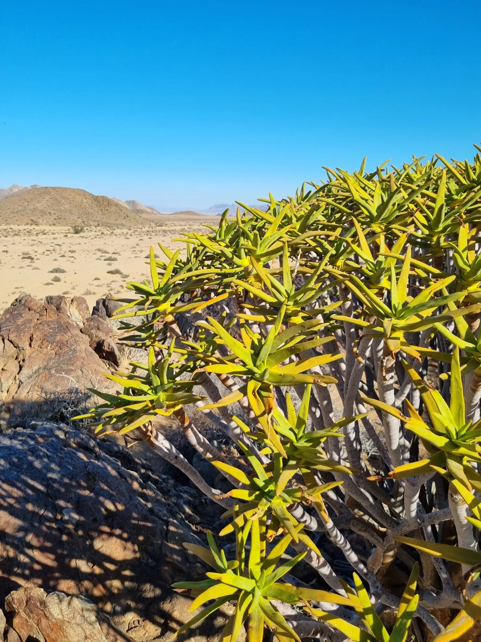 Quiver Tree, Kokerboom (Aloe Dichotoma) — scientifically named Aloe dichotoma