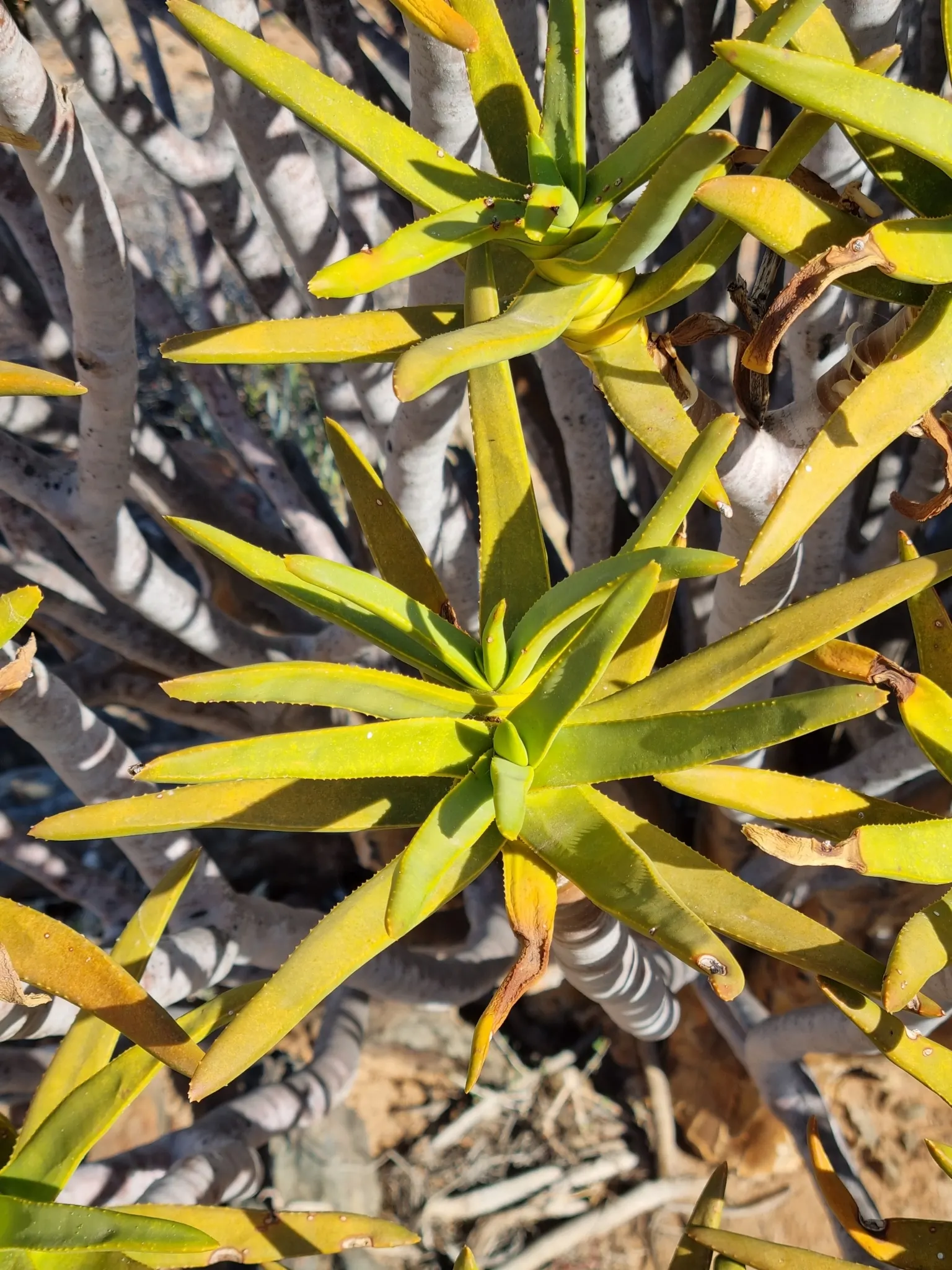 Quiver Tree, Kokerboom (Aloe Dichotoma) — is a distinctive and sculptural plant that demands attention in any landscape design