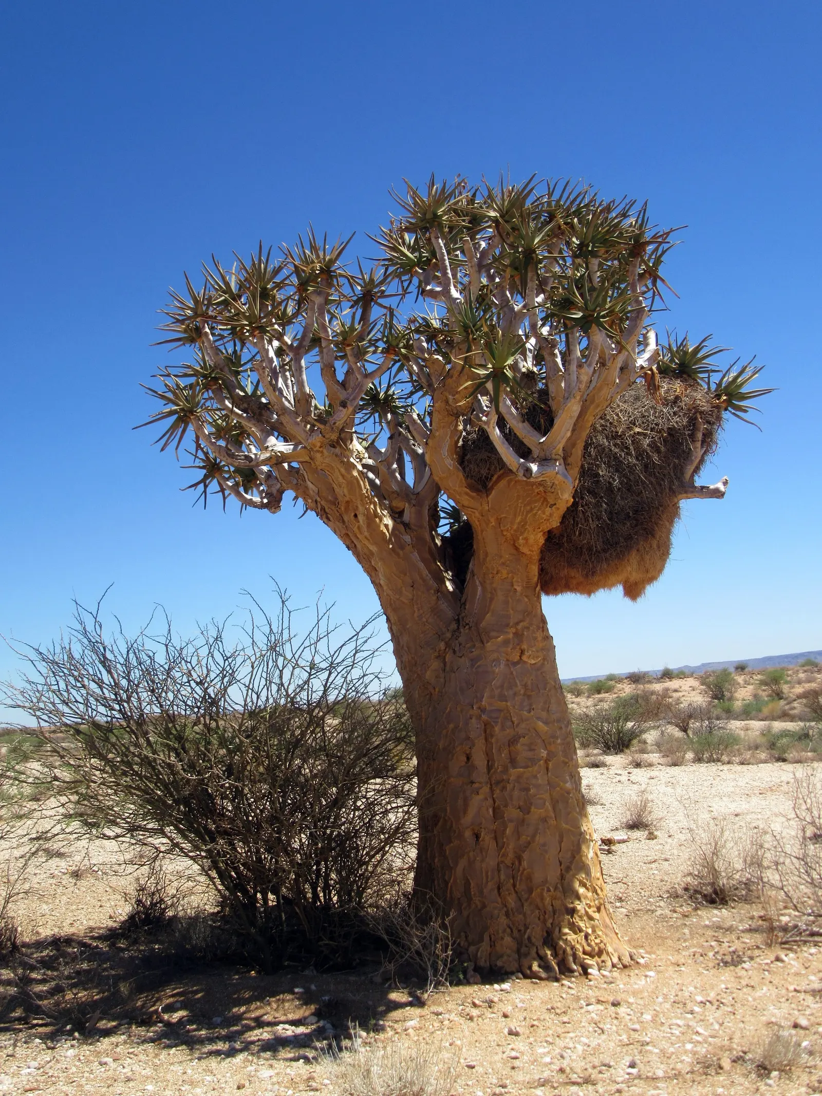 Quiver Tree, Kokerboom (Aloe Dichotoma) — demanding full sun and well-drained soil