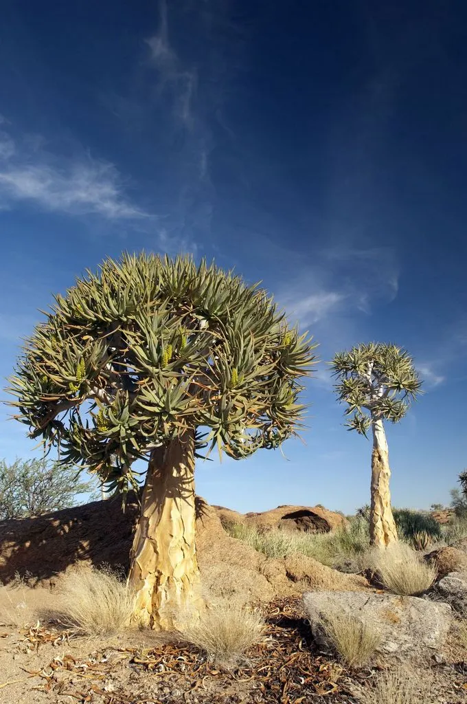 Quiver Tree, Kokerboom (Aloe Dichotoma) — angular silhouette.<br><br>Its smooth