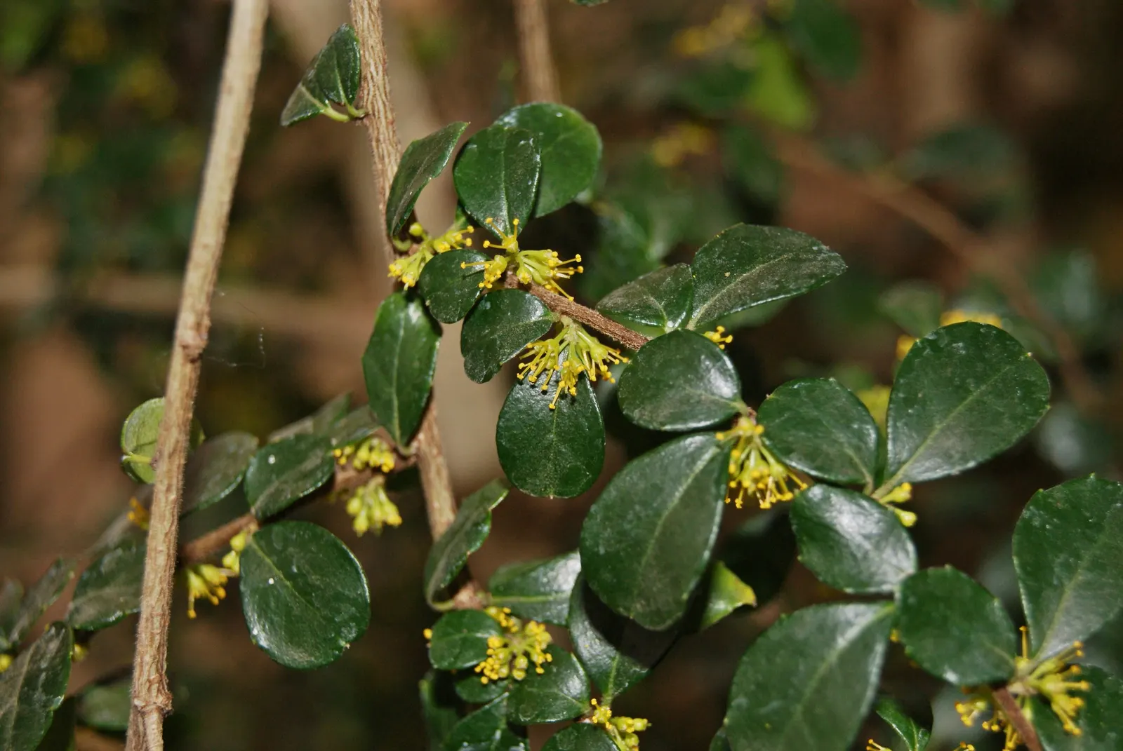 Box-Leafted Azara (Azara Microphylla) — it thrives in full to partial sun and well-drained soil